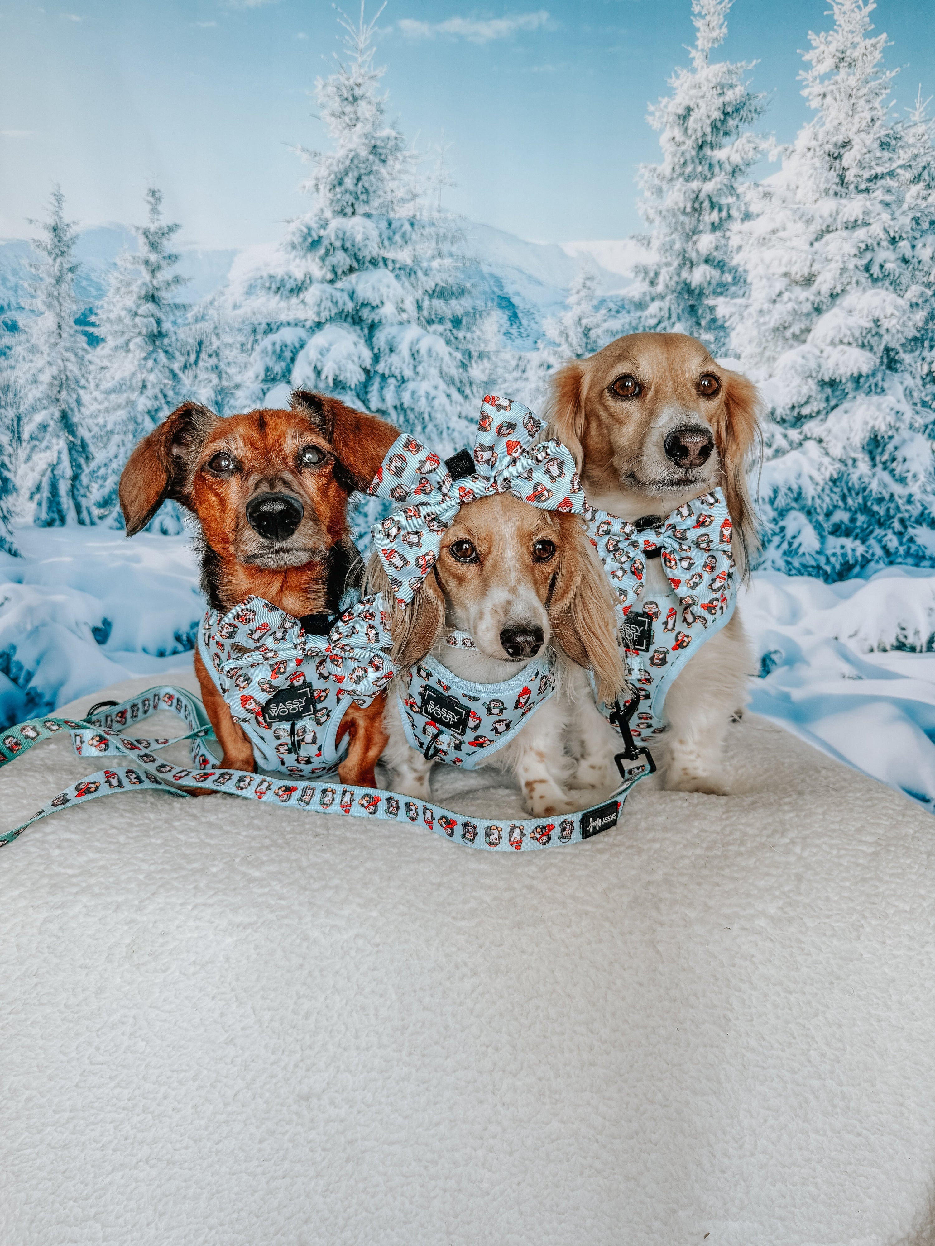Dog Collar - Winter Waddleland