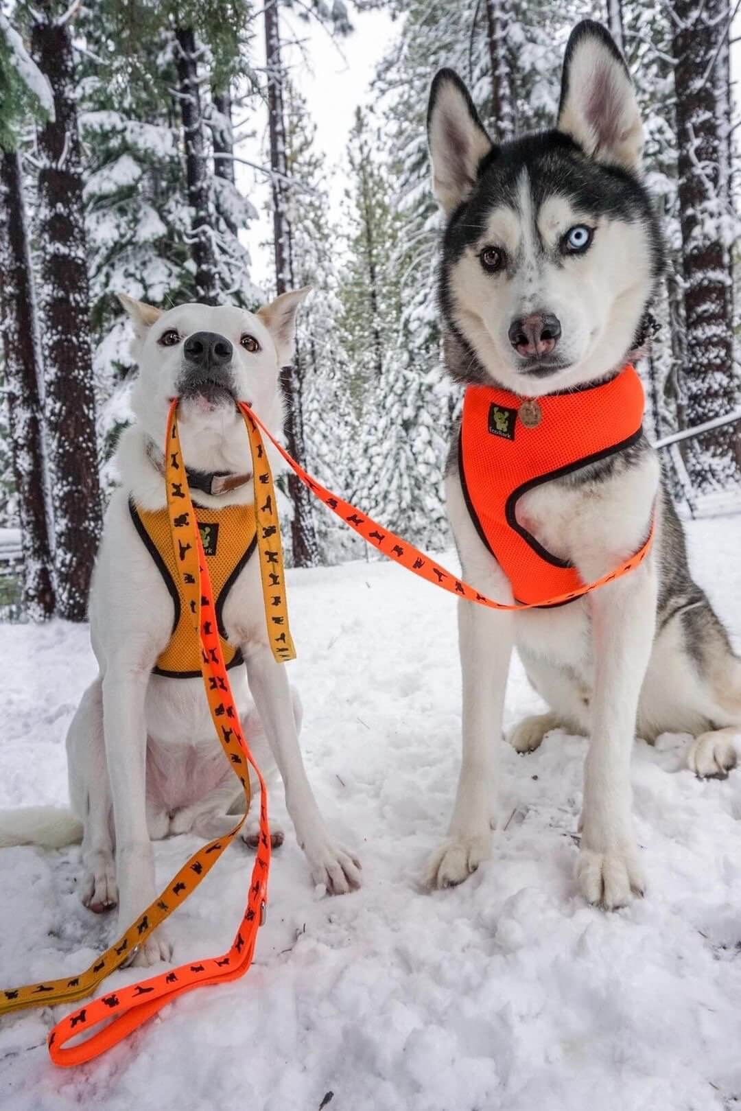 EcoBark Safety Orange Dog Leash- Padded Comfort Grip Leash with Dog Pattern - 4ft, 5ft, and 6ft Leash for Small and Medium Dogs