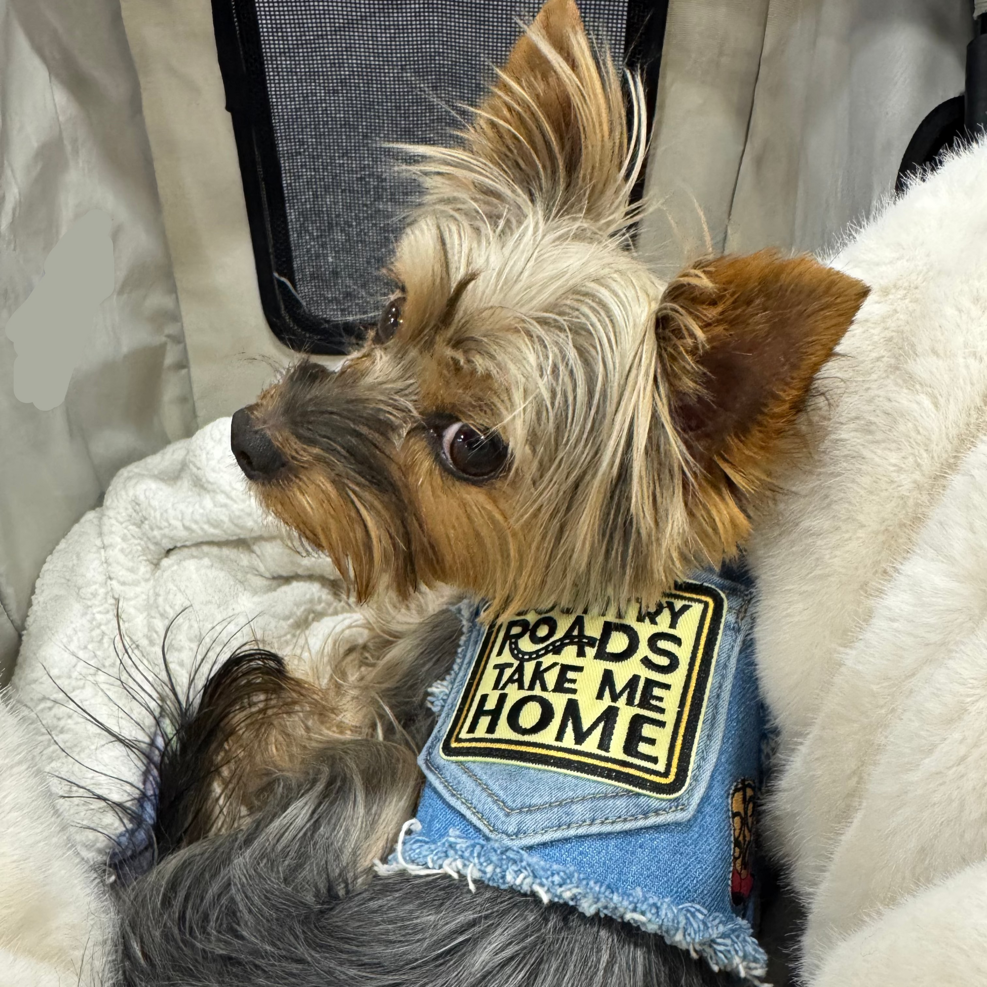 Heads or Tails Pup Country Denim Dog Harness