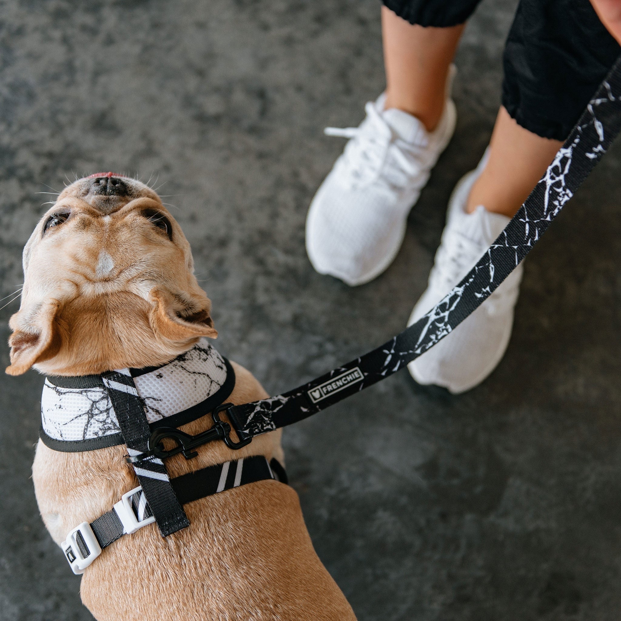 Frenchie Duo Reversible Harness - Black Marble - HT Animal Supply