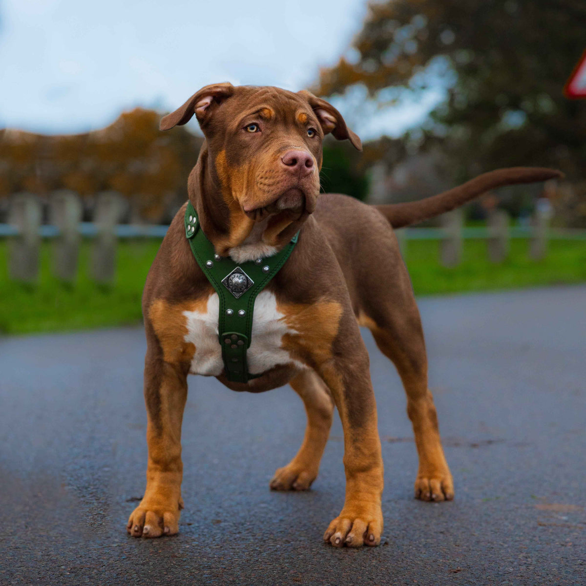 Bestia Eros Green Leather Small to Medium Dog Harness