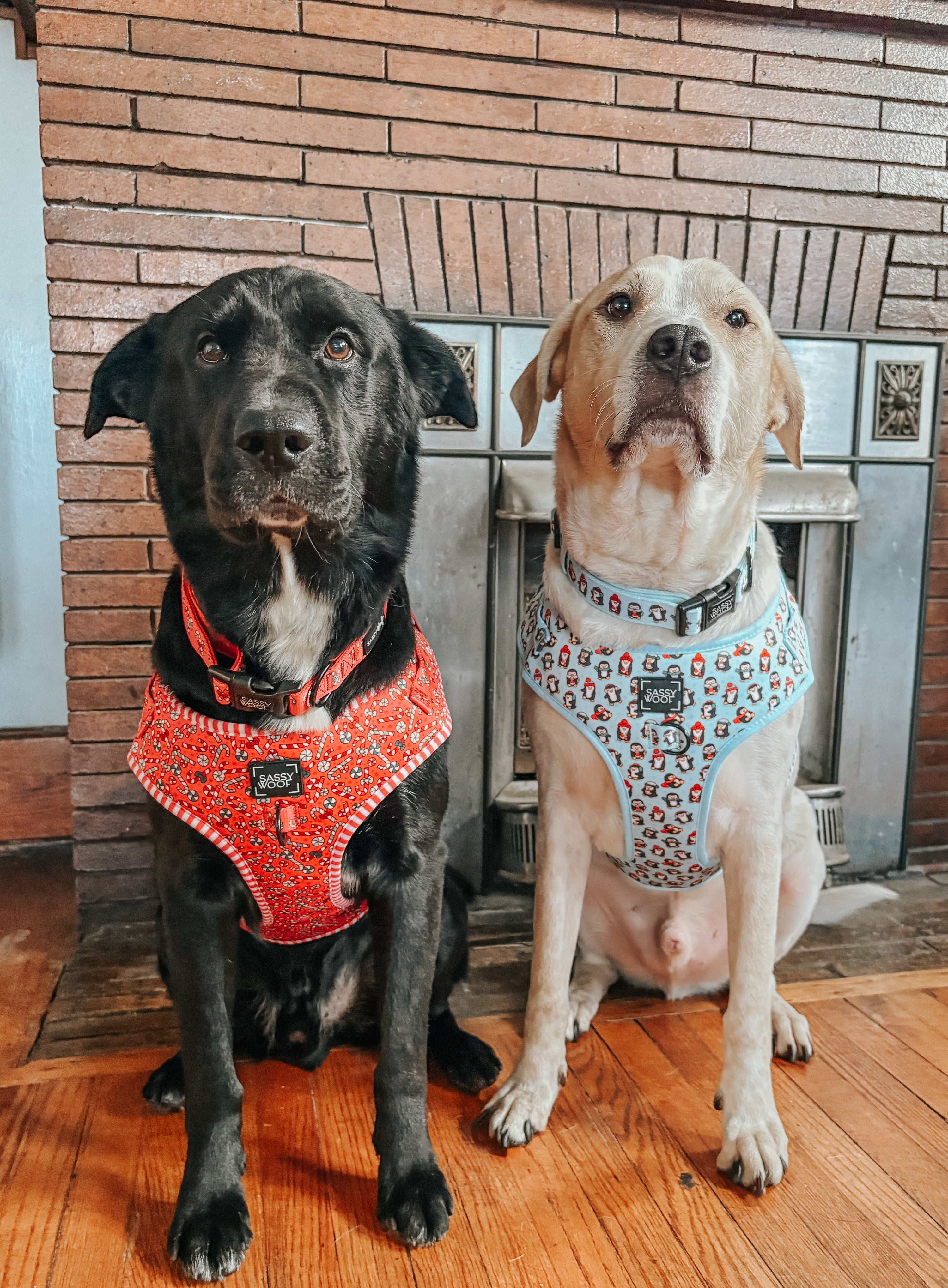 Dog Adjustable Harness - Puppermint Twist