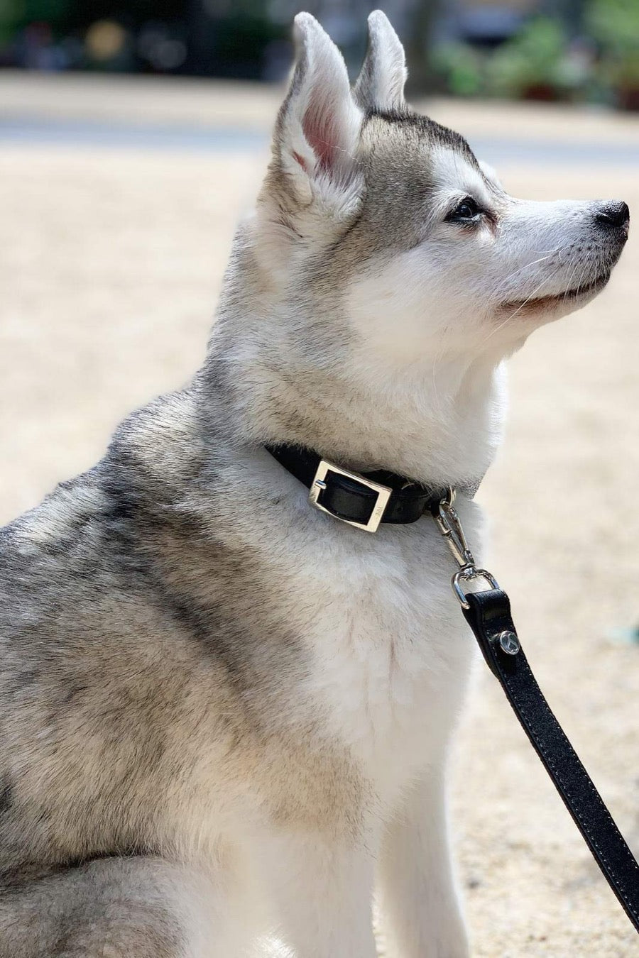 The Taylor Collar - Black Leather