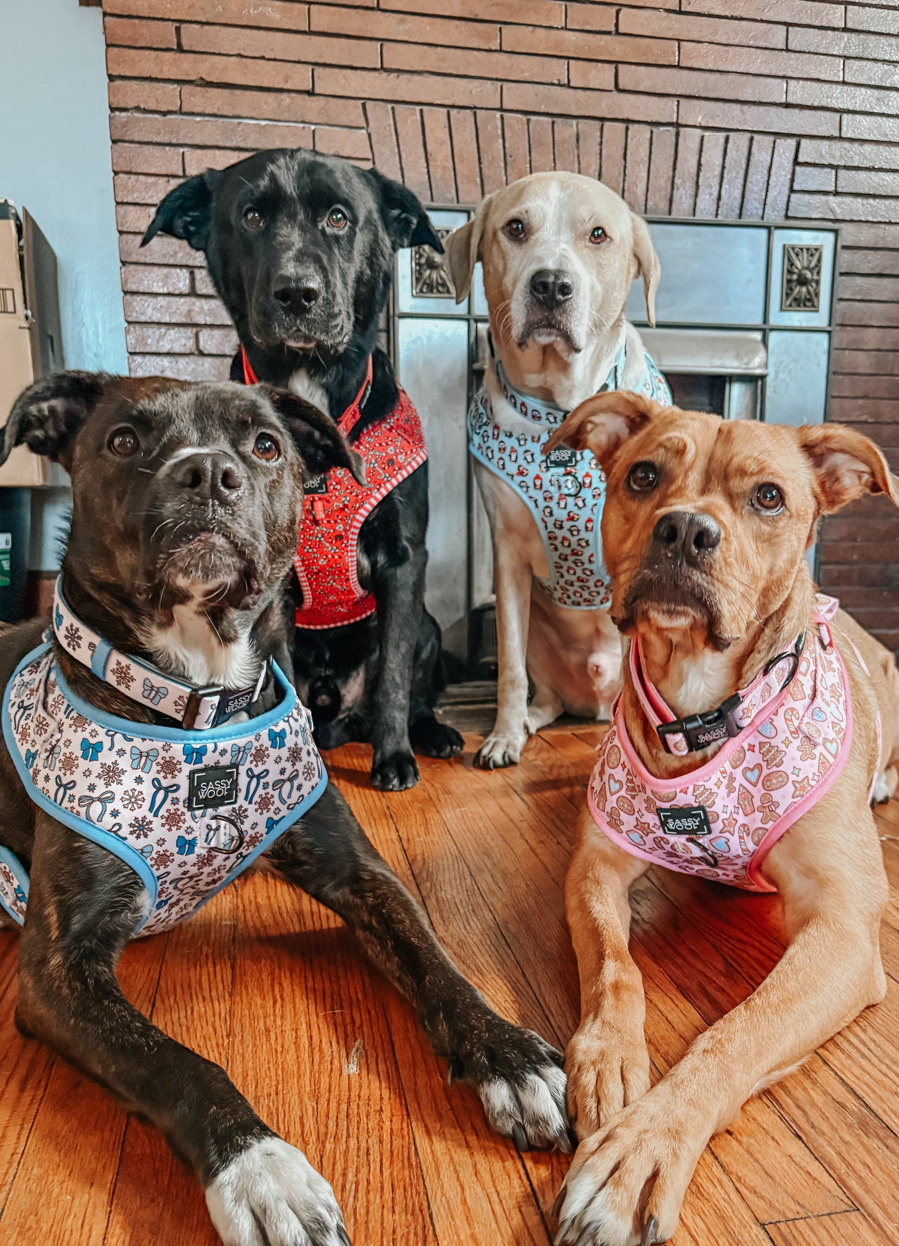 Dog Adjustable Harness - Let it Bow