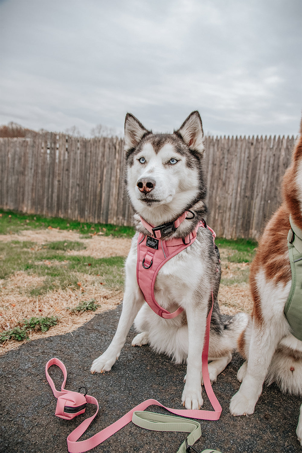 Dog Collar - Dusty Rose