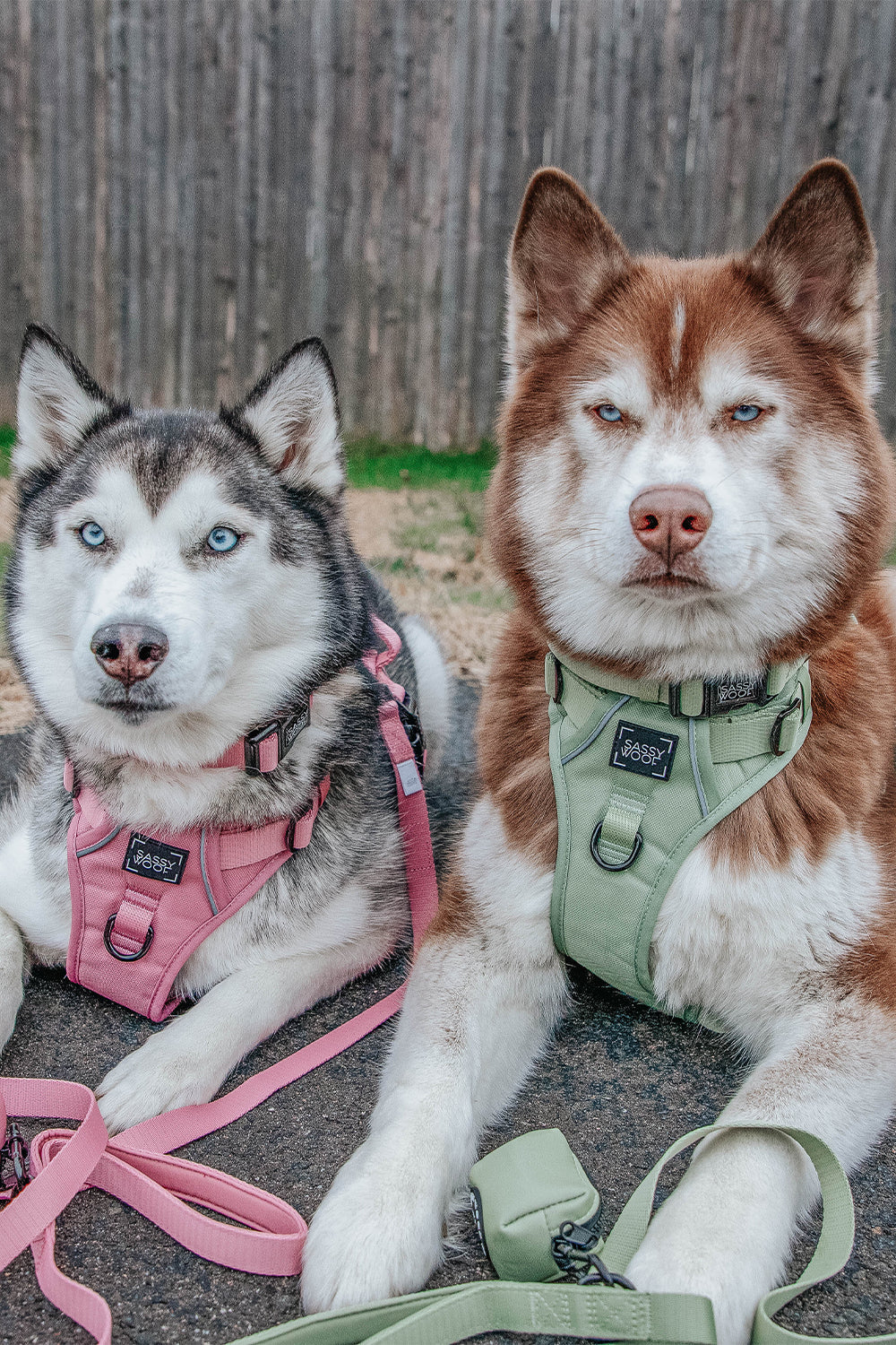 Dog Step-in Harness - Matcha