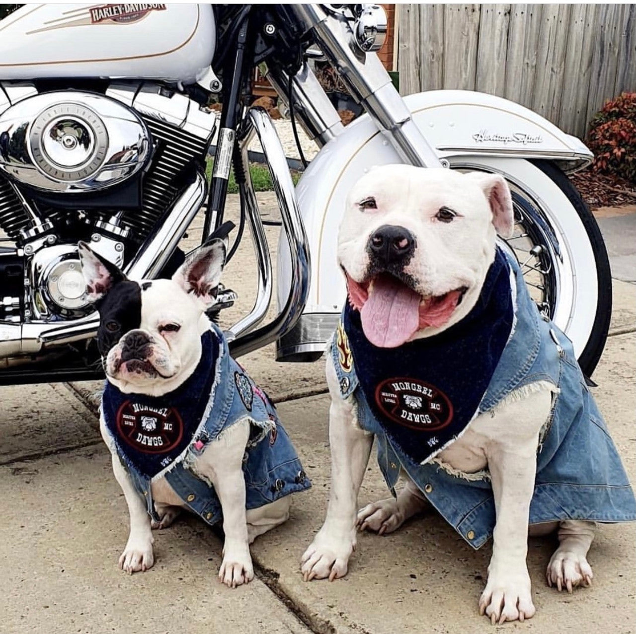 Mongrel Dawgs MC Logo Denim Bandanna