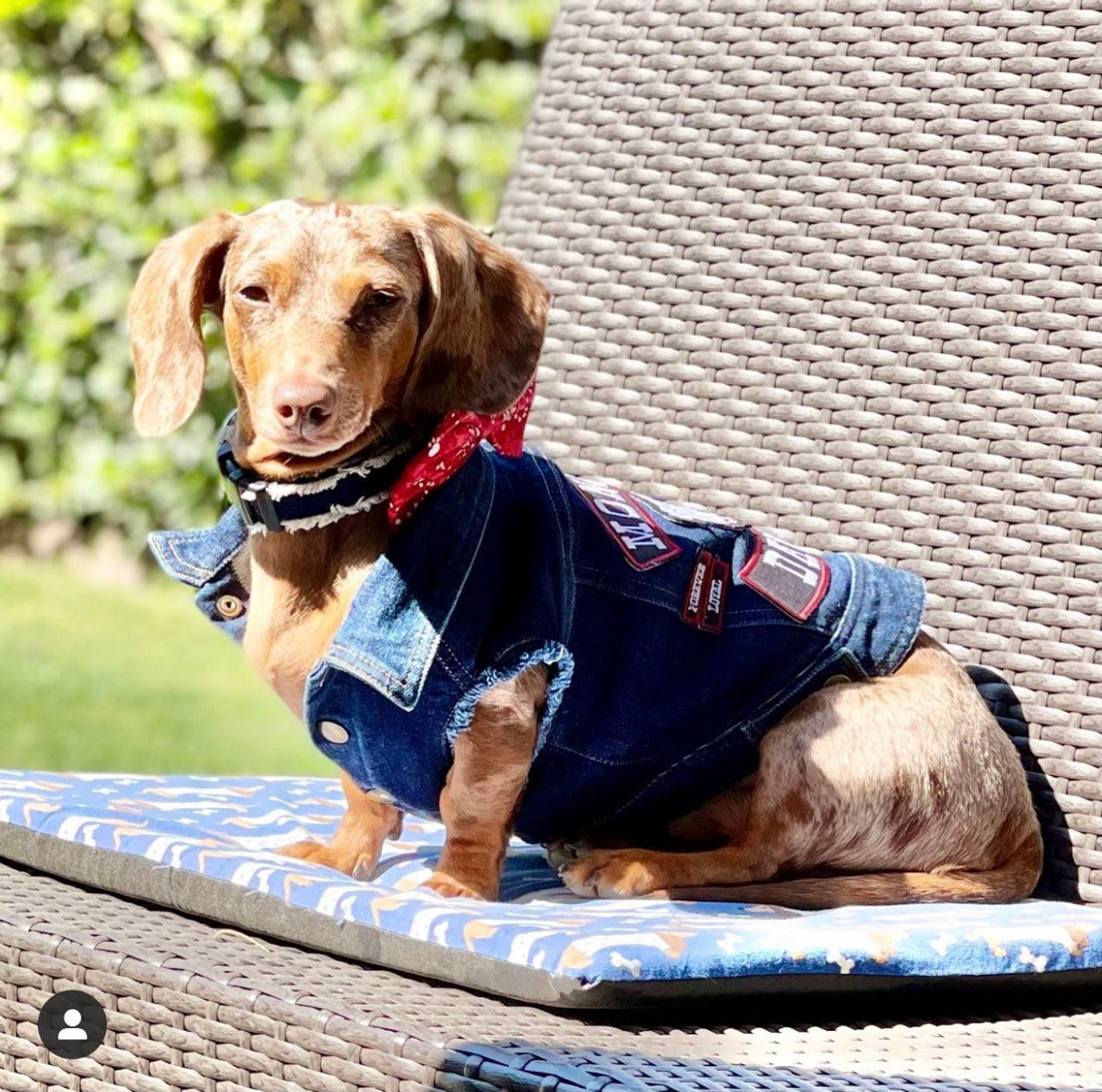 Mongrel Dawgs MC Denim Jacket