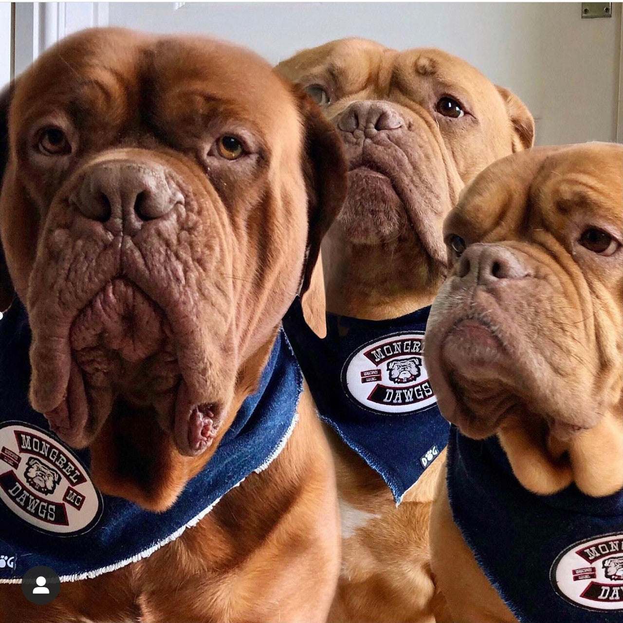 Mongrel Dawgs MC Logo (White) Denim Bandanna