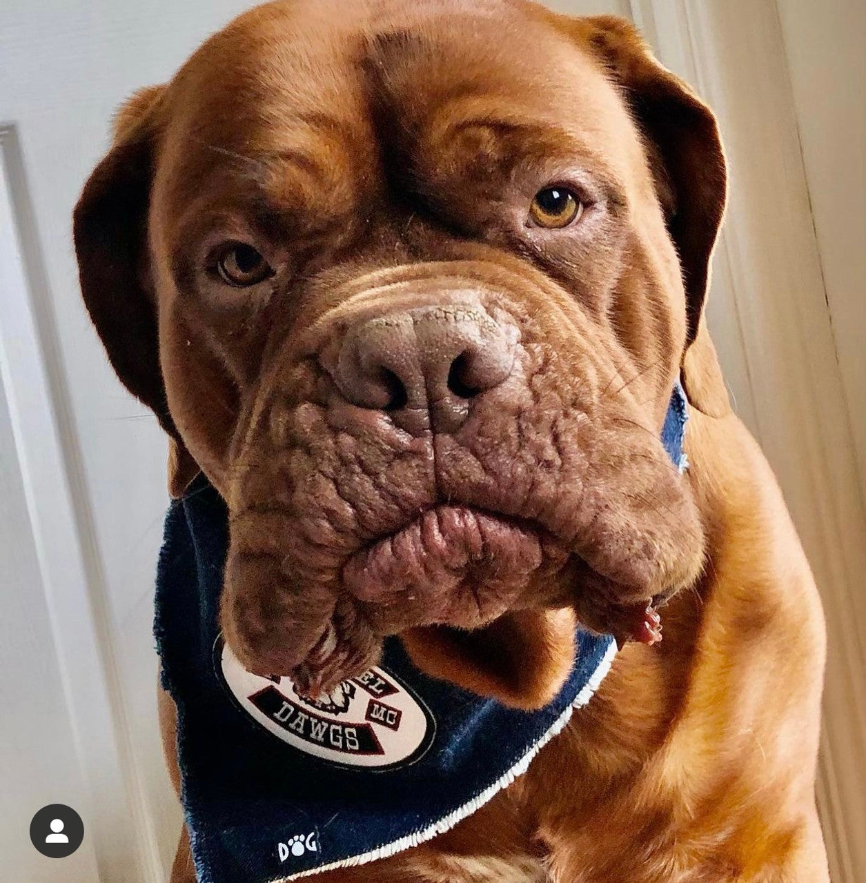 Mongrel Dawg Oval EMBROIDERY Patch - (4) WHITE