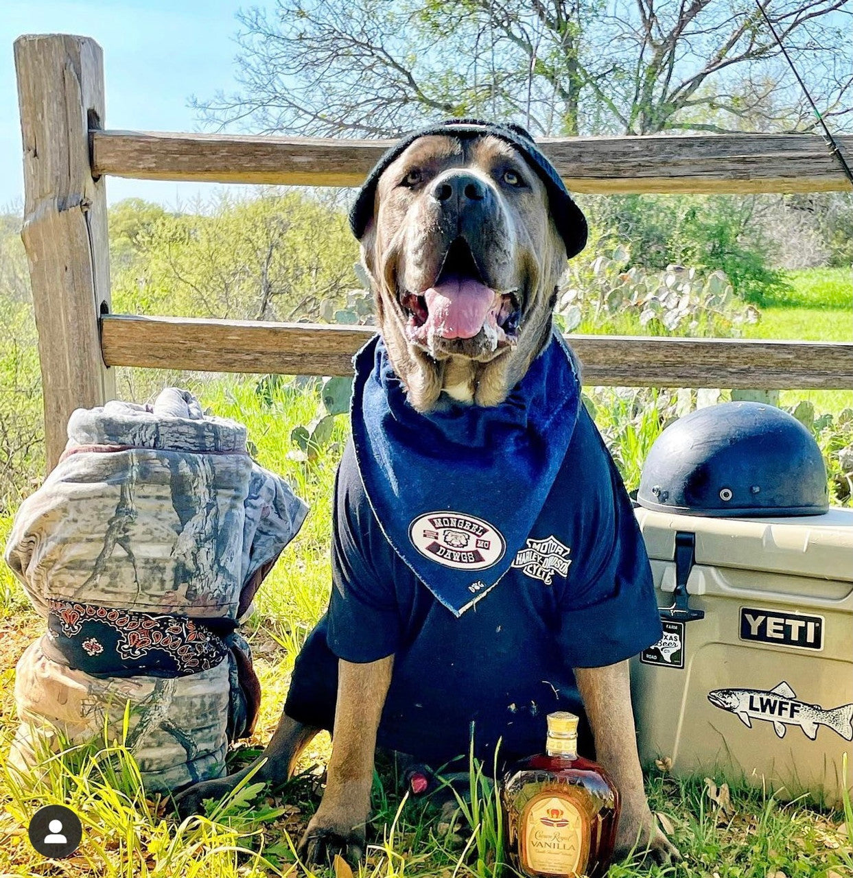 Mongrel Dawg Oval EMBROIDERY Patch - (4) WHITE