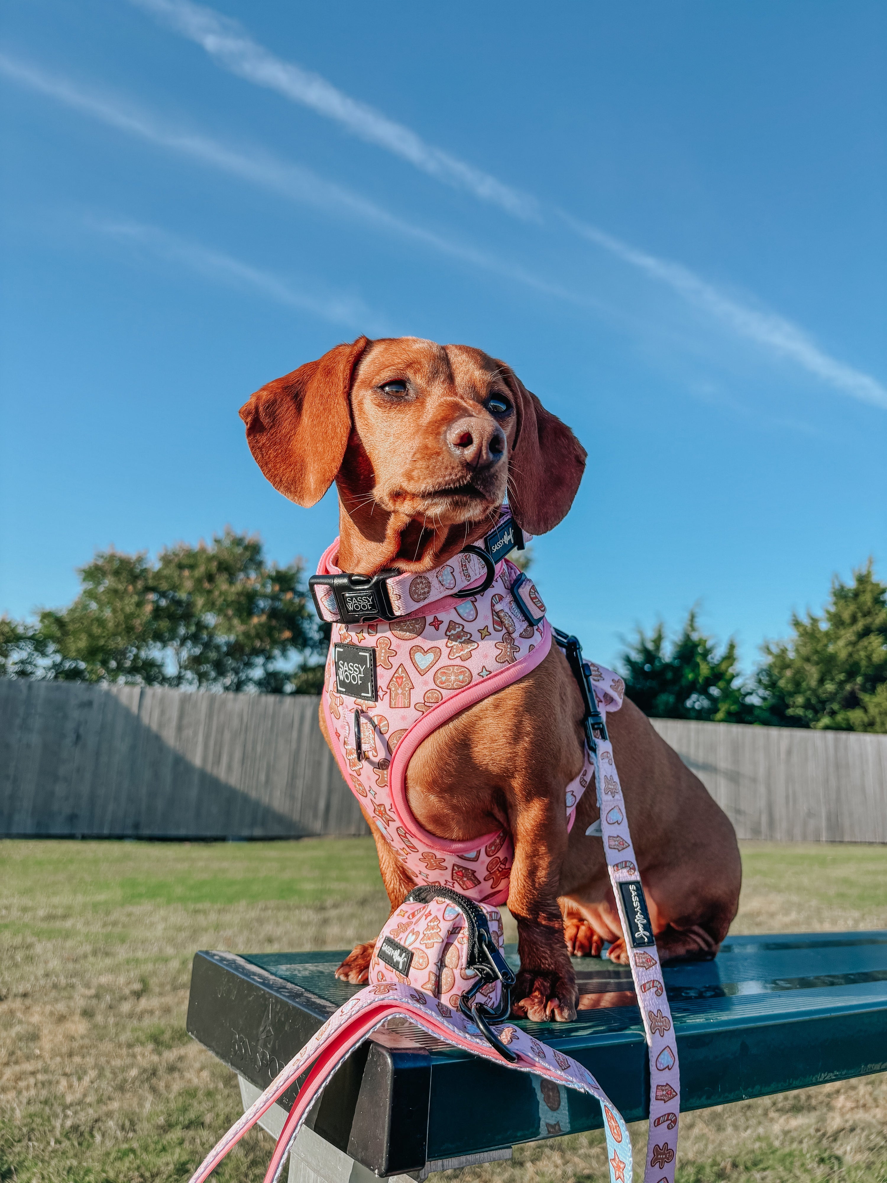 Dog Adjustable Harness - Dough My Goodness