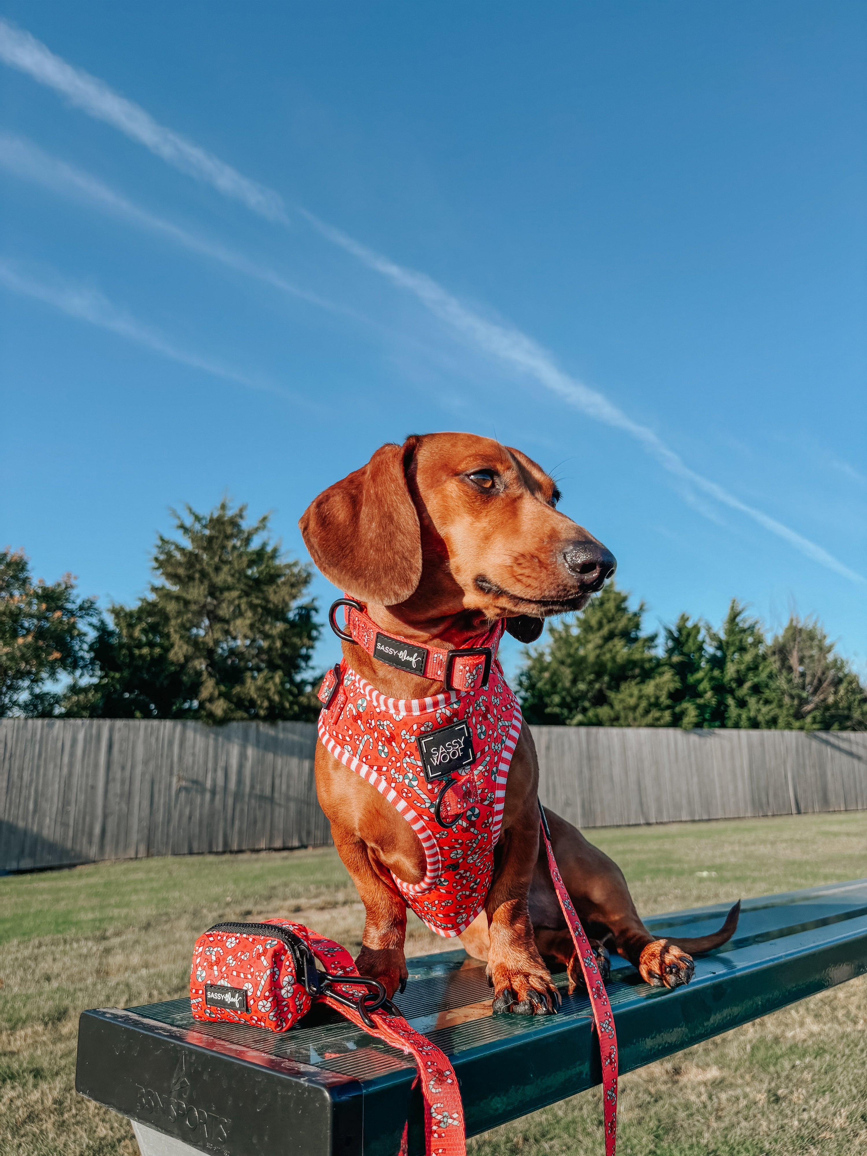 Dog Collar - Puppermint Twist