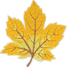 Fall Leaf Gold- Patch