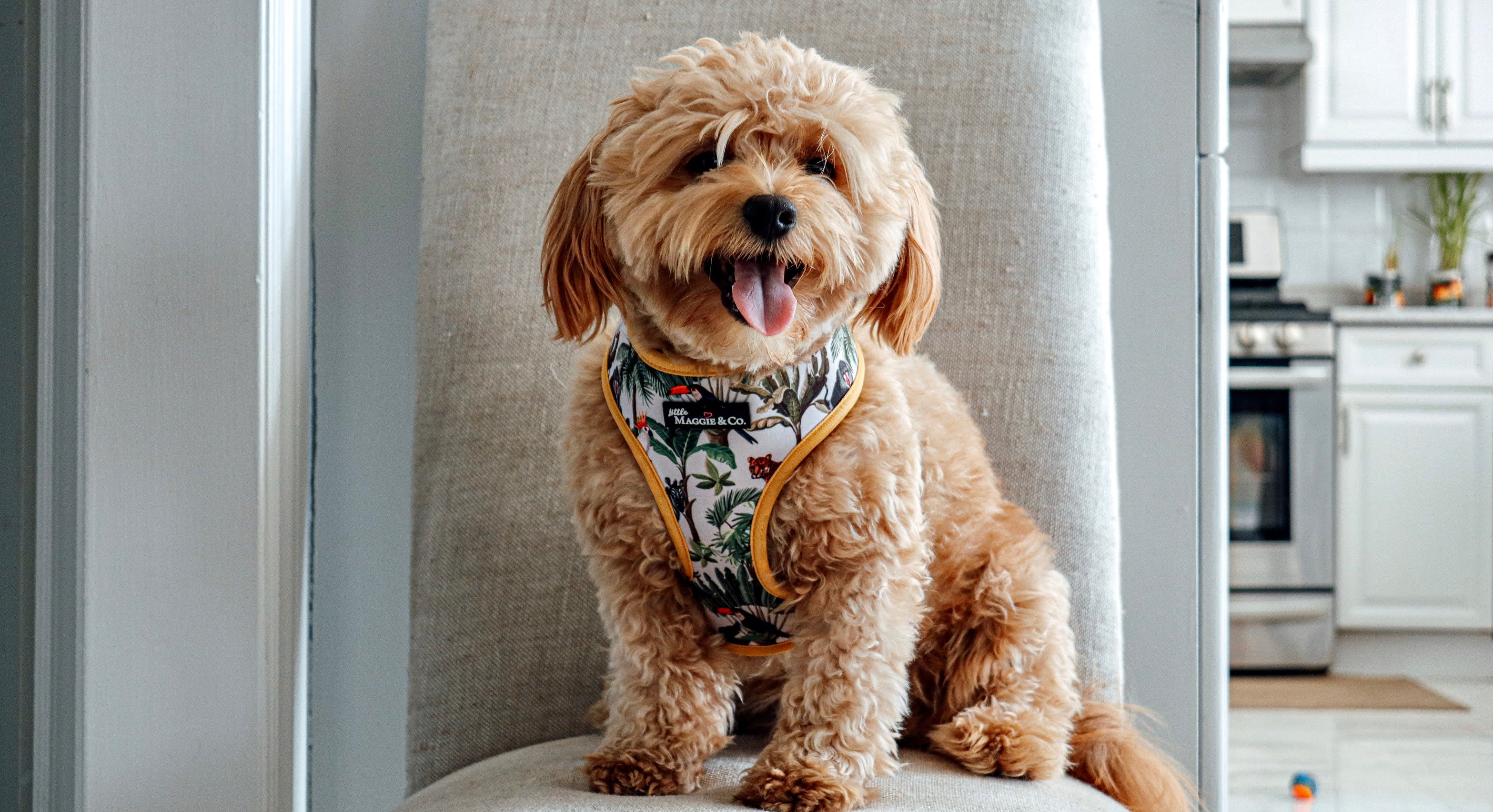 Into the Wild Reversible Harness