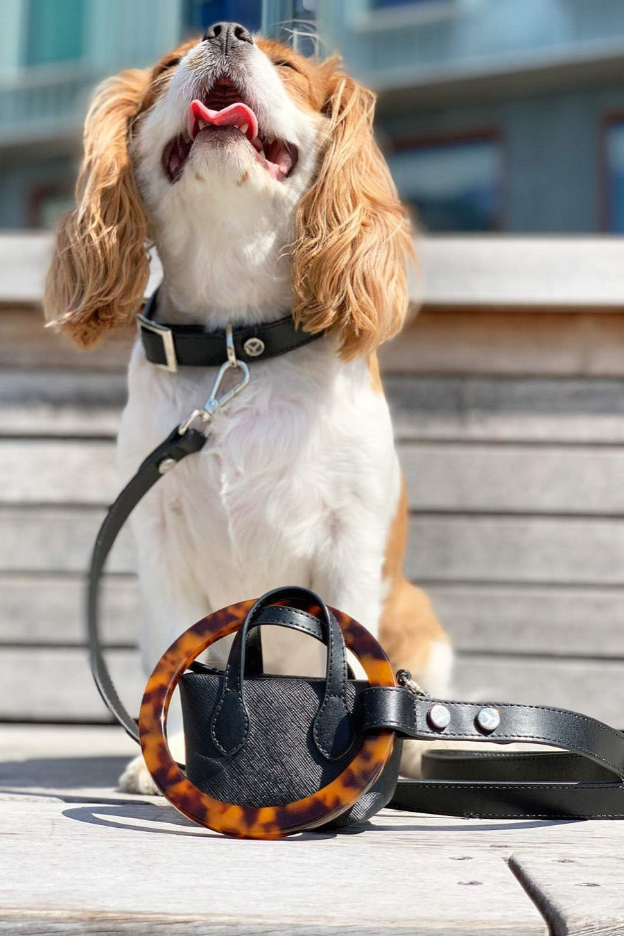 The Taylor Collar - Black Leather