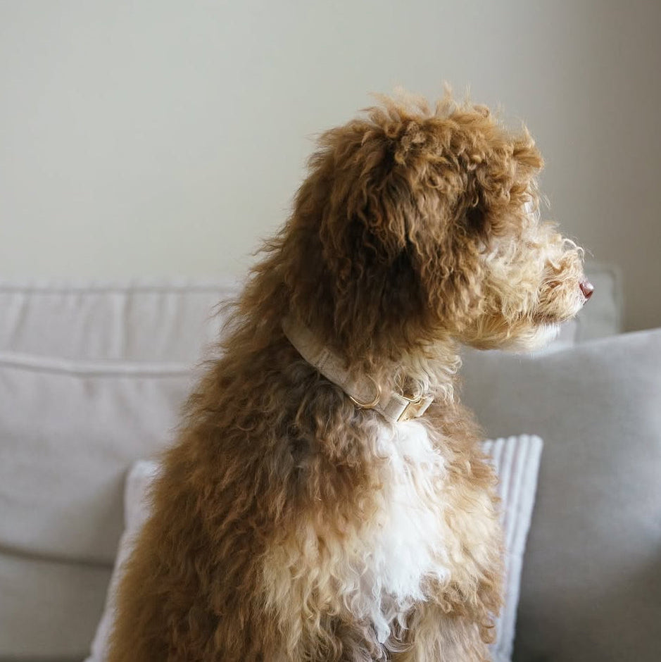 Sand - Velvet Dog Collar
