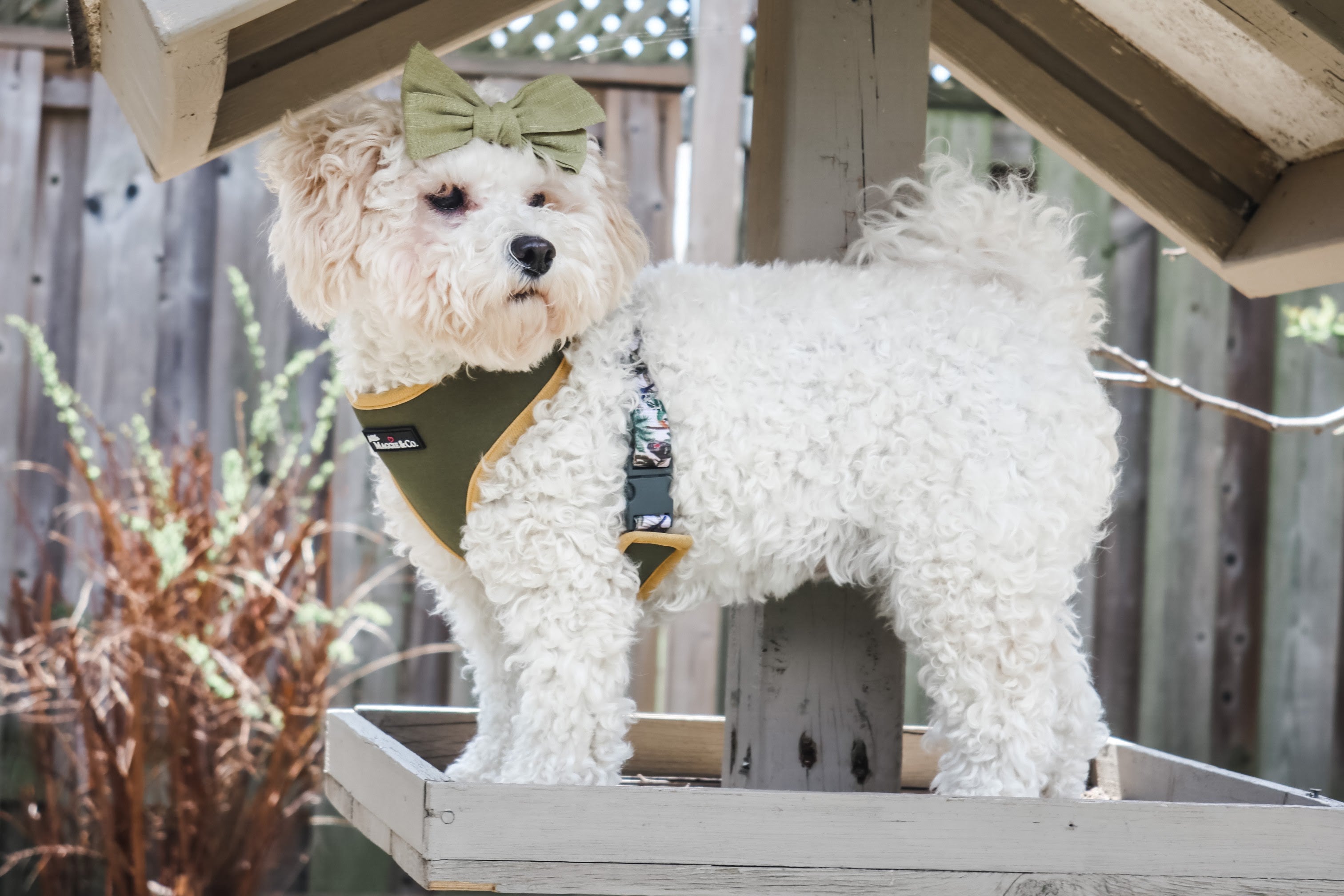 Into the Wild Reversible Harness