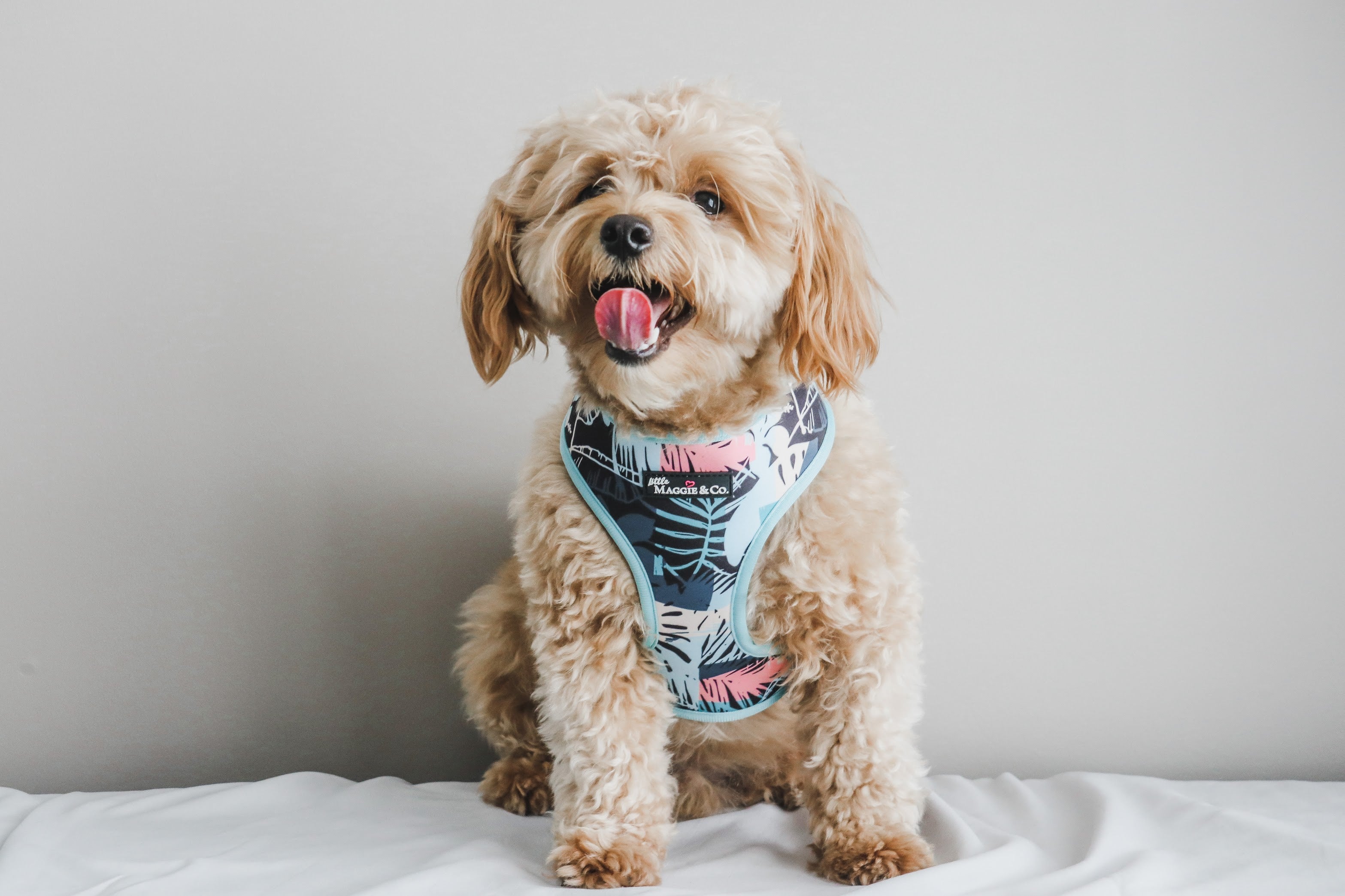 Keep Palm Reversible Harness