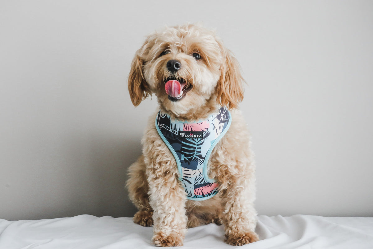 Keep Palm Reversible Harness
