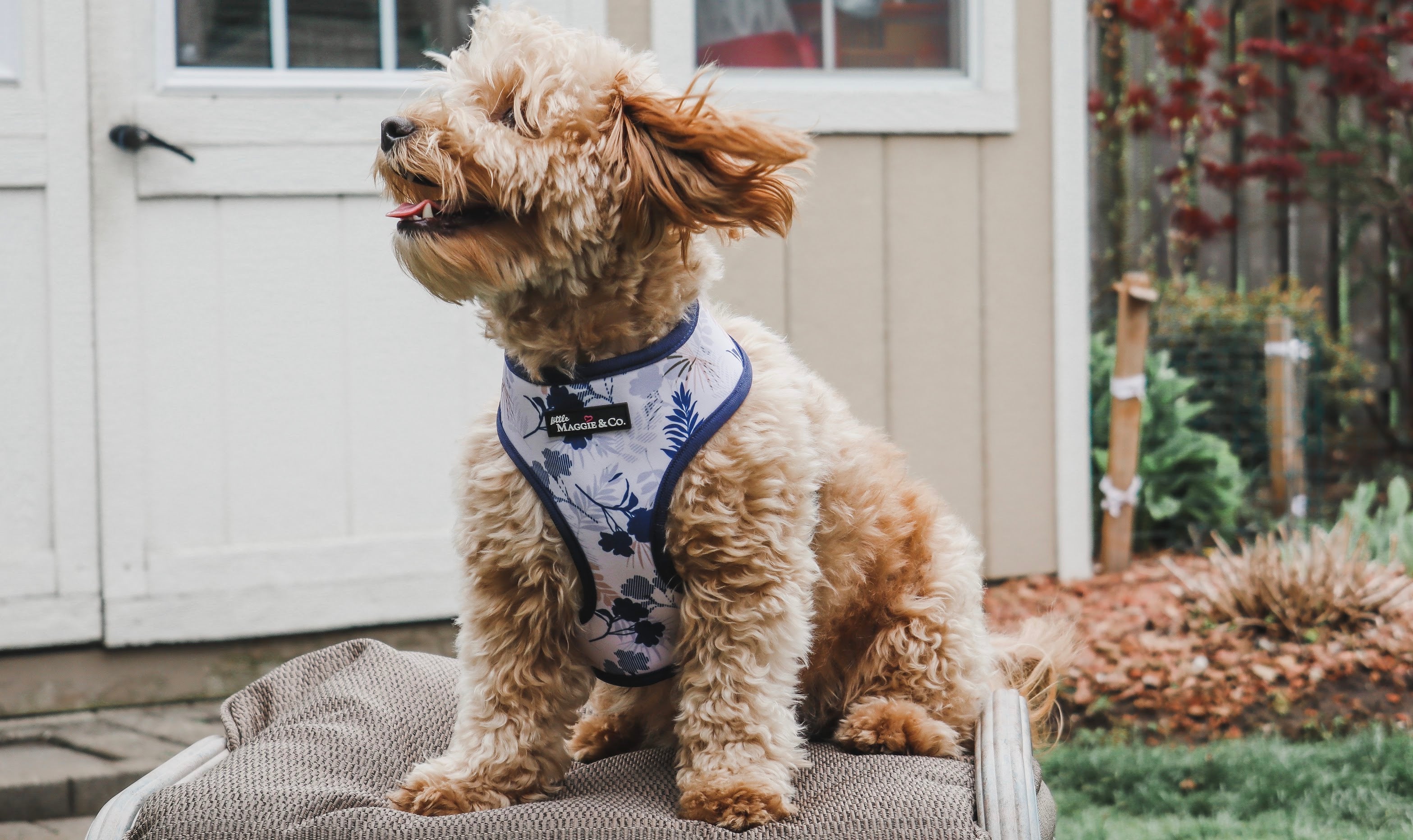 Breezy Reversible Harness