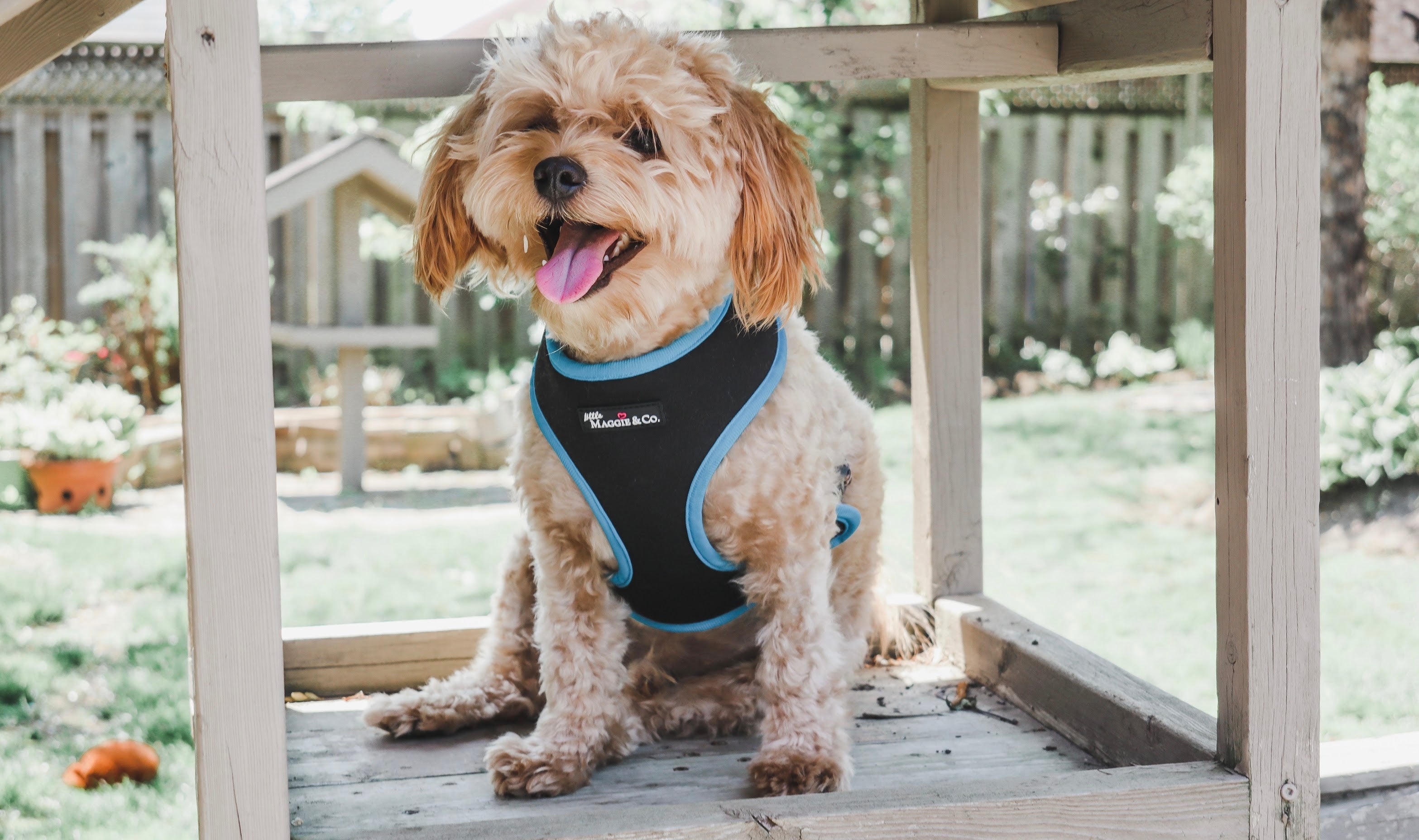 Exotic Reversible Harness