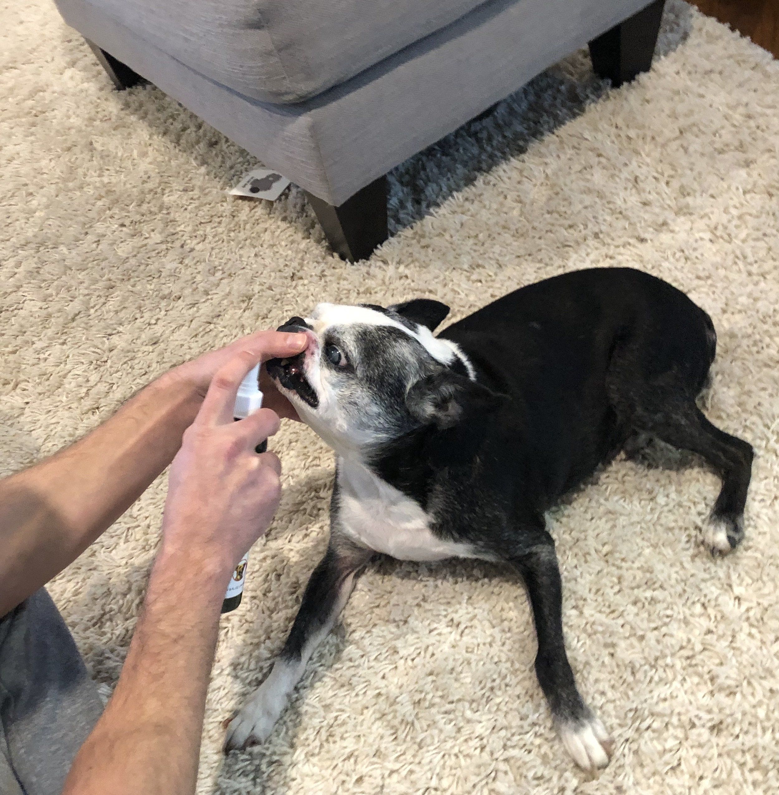 Doggy Dental Spray & Water Additive