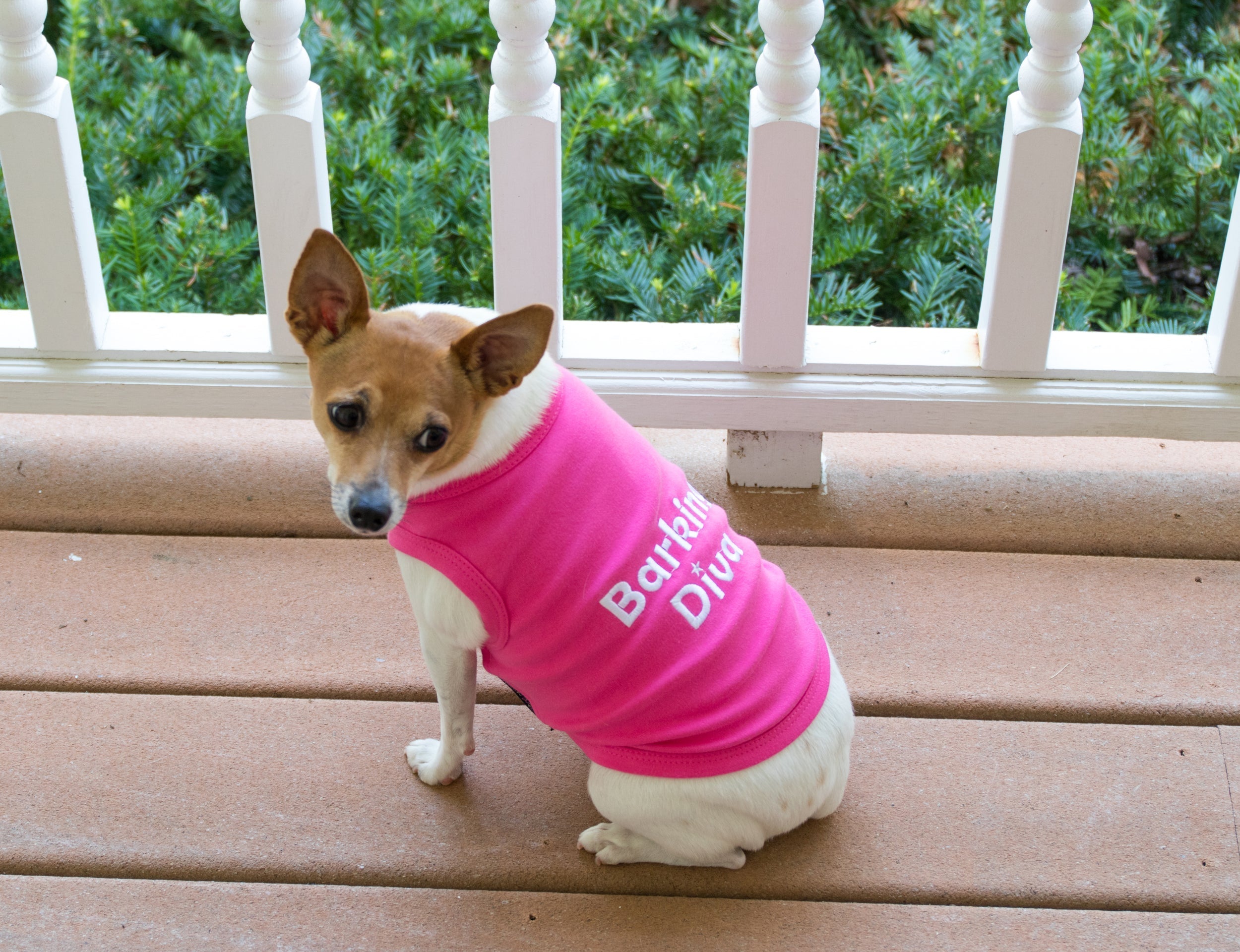 Parisian Pet Barking Diva Dog T-Shirt-Pink