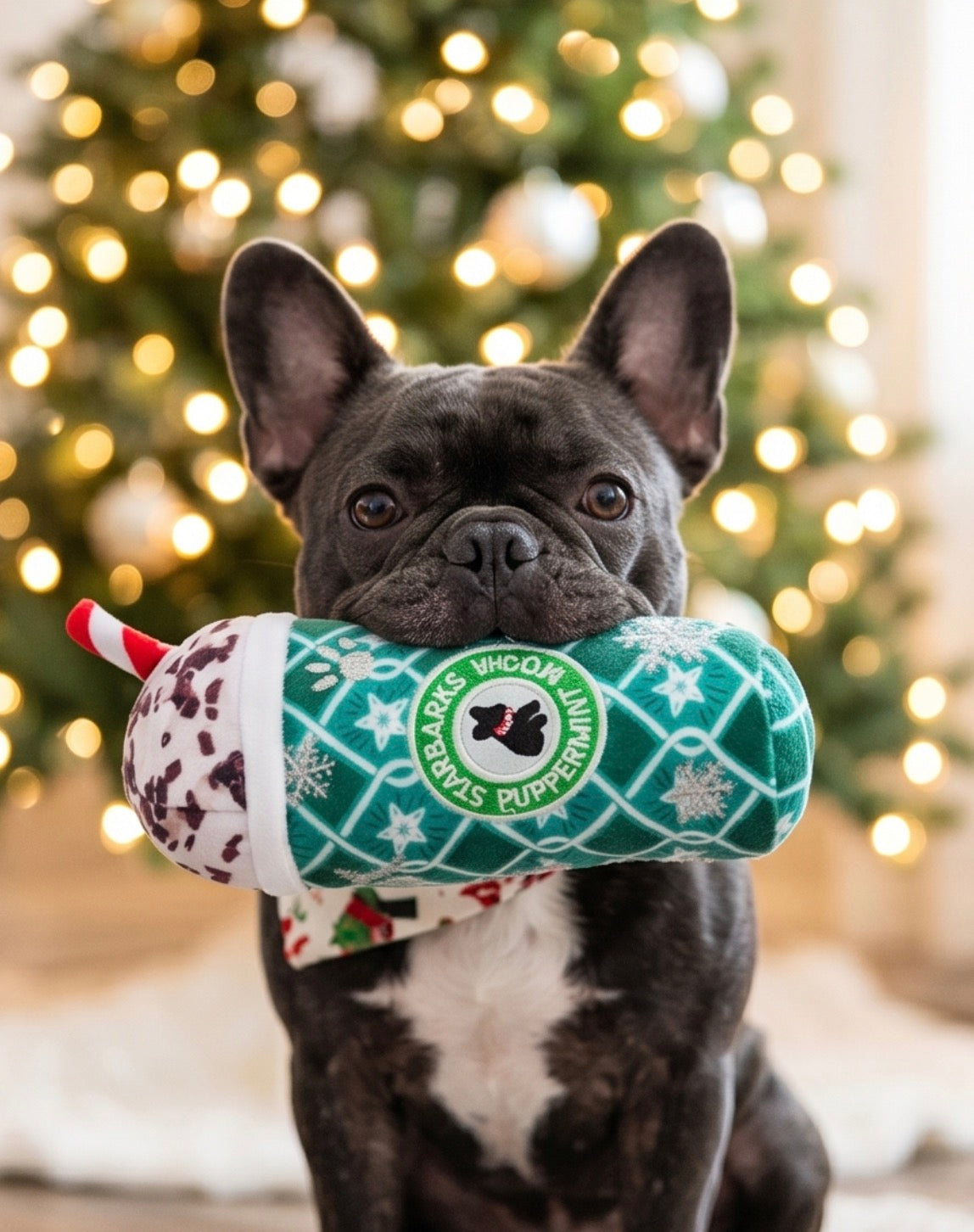 Haute Diggity Dog Starbarks Puppermint Mocha - Green Stars Cup Christmas Plush Dog Toy Holidays Christmas Plush Dog Toy