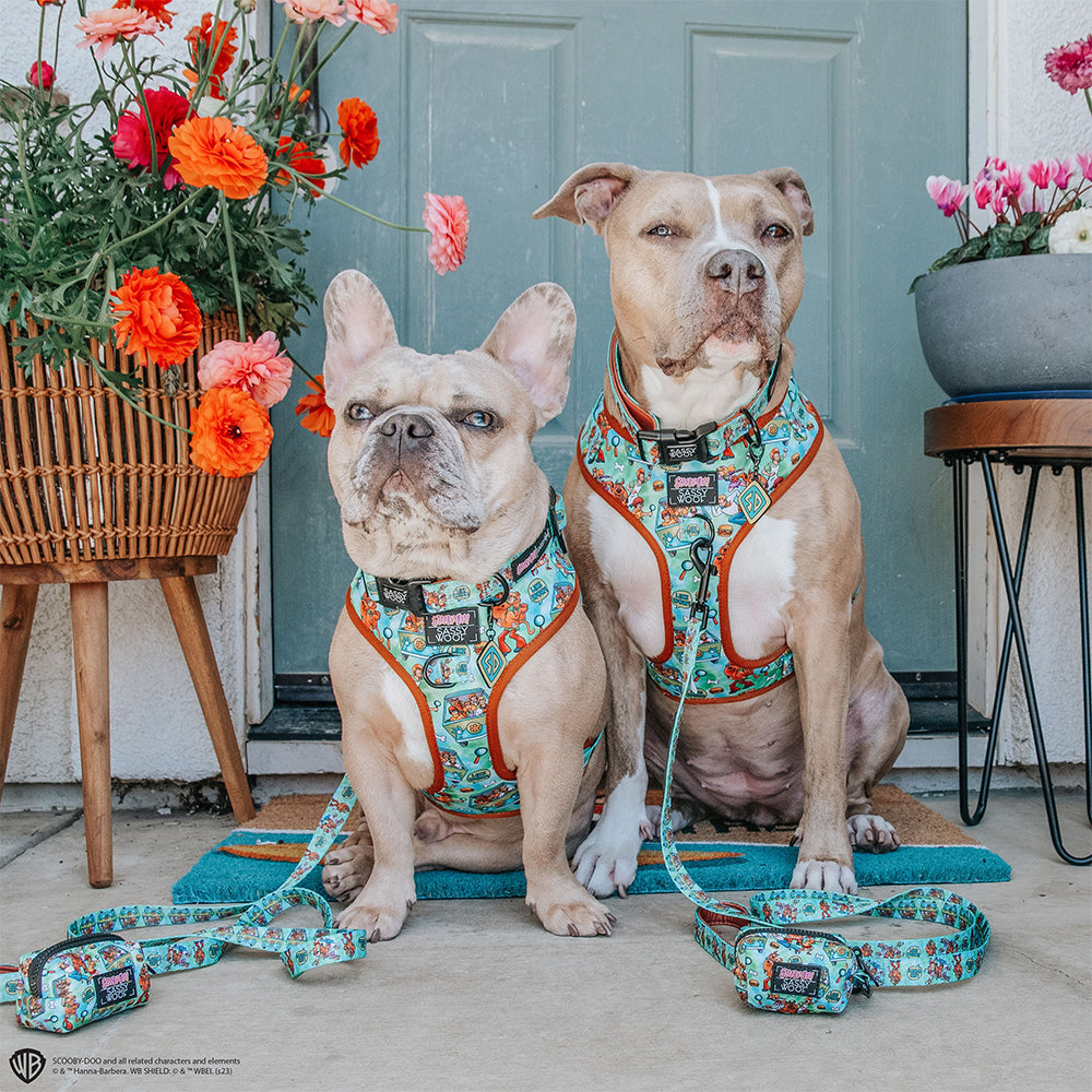 Dog Collar - Scooby-Doo™