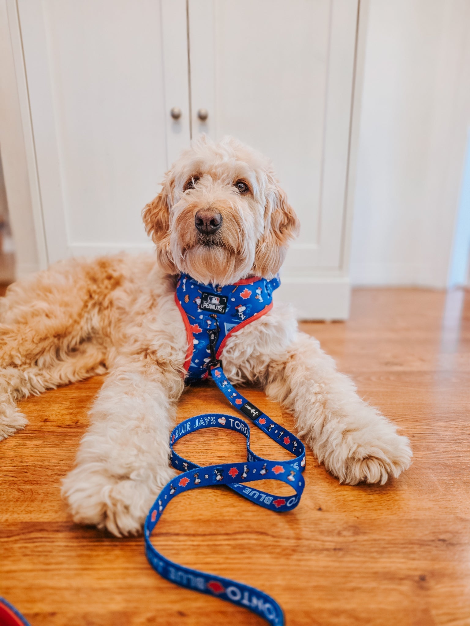 Dog Leash - MLB™ x Peanuts™ Toronto Blue Jays™