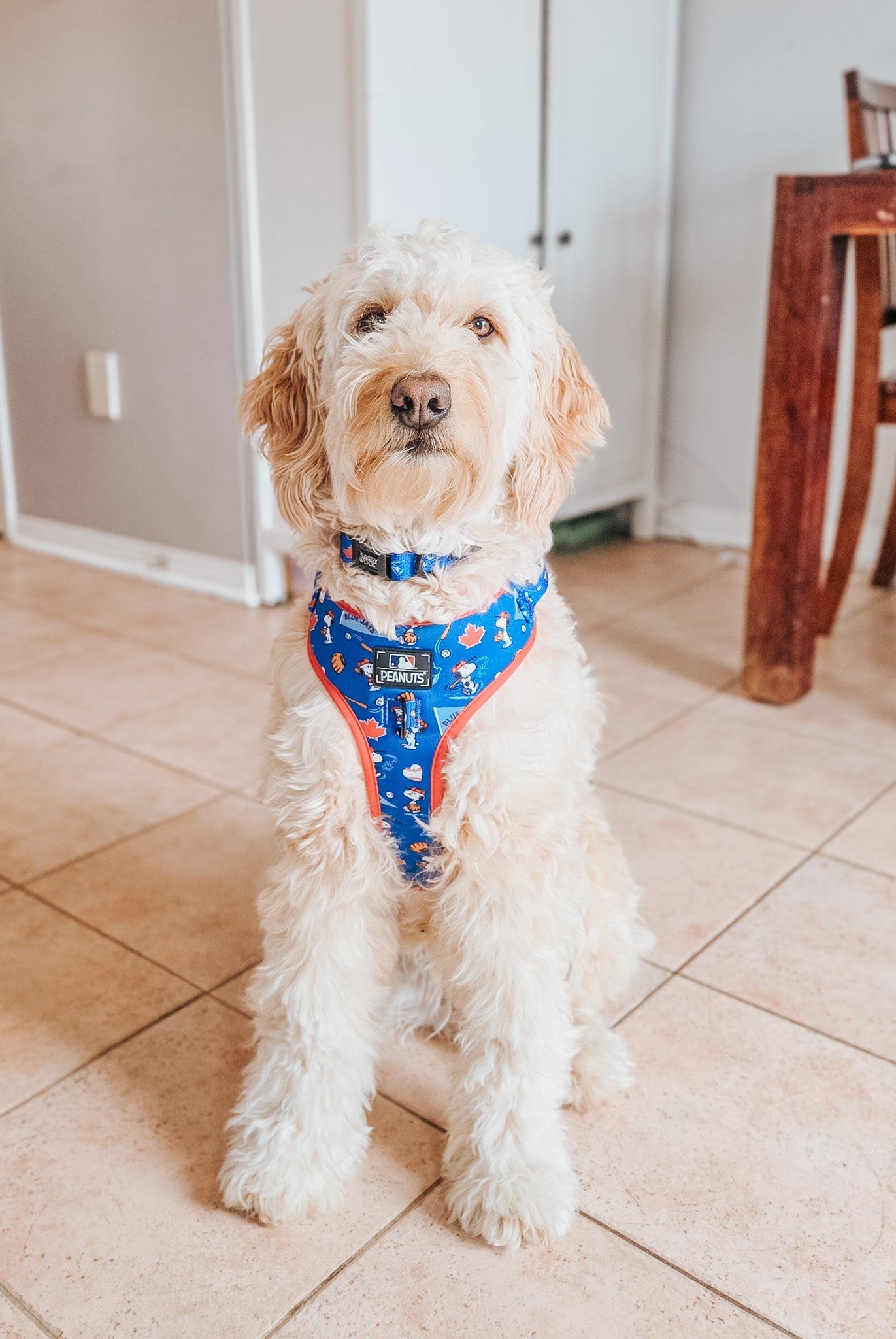 Dog Collar - MLB™ x Peanuts™ Toronto Blue Jays™