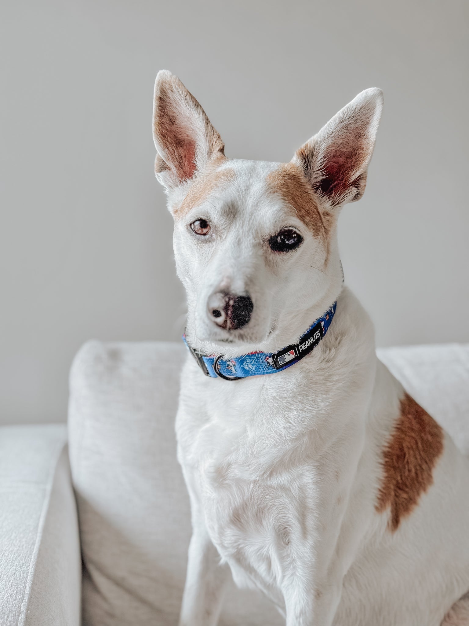 Dog Collar - MLB™ x Peanuts™ Toronto Blue Jays™