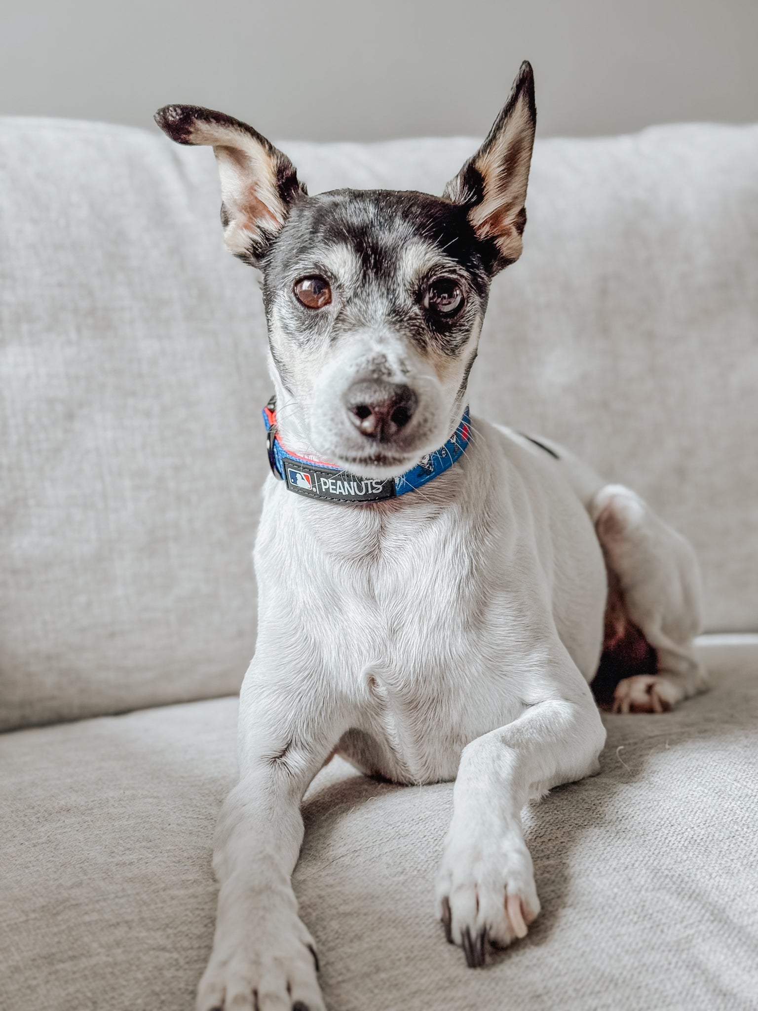 Dog Collar - MLB™ x Peanuts™ Toronto Blue Jays™