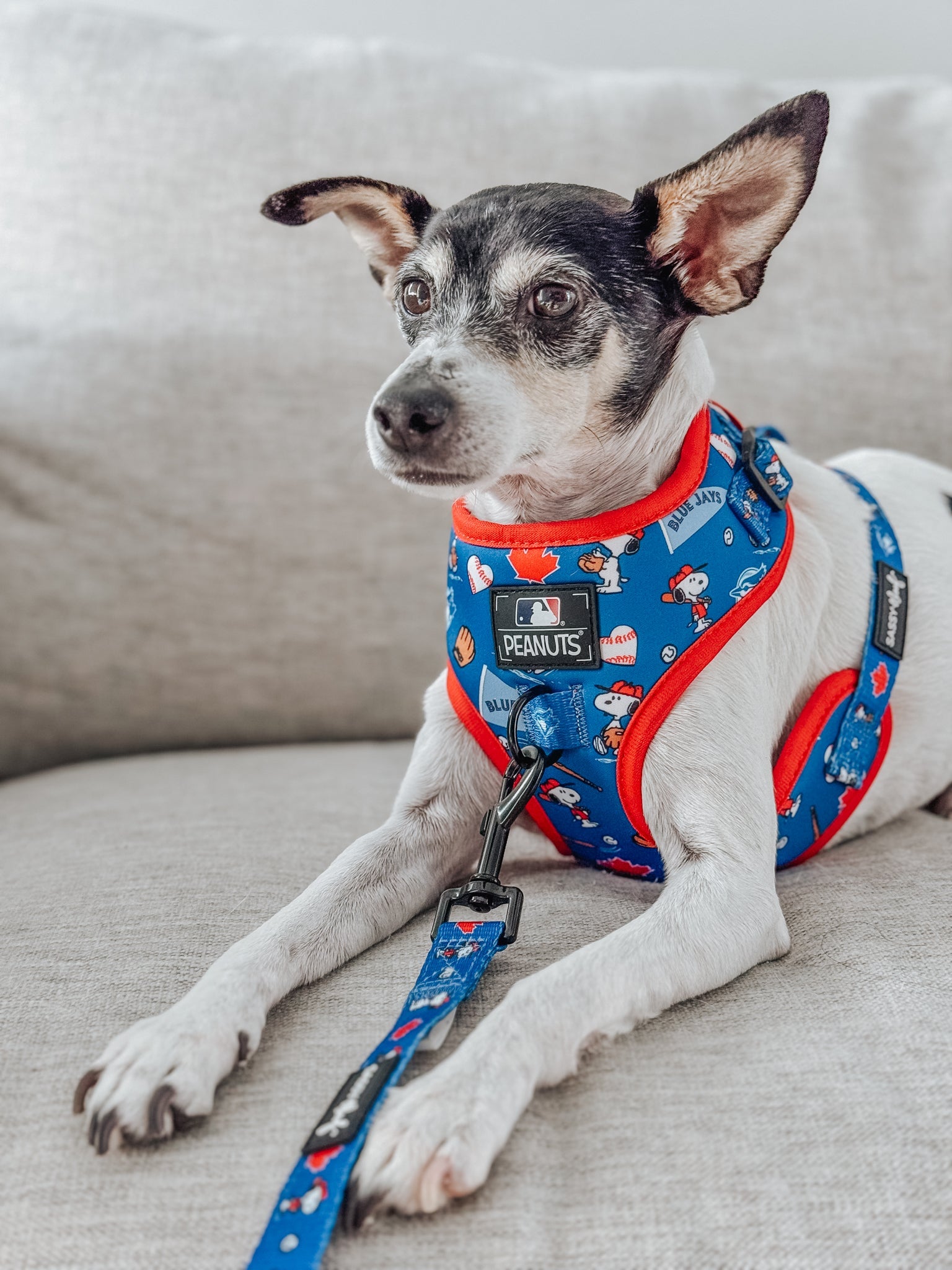 Dog Adjustable Harness - MLB™ x Peanuts™ Toronto Blue Jays™