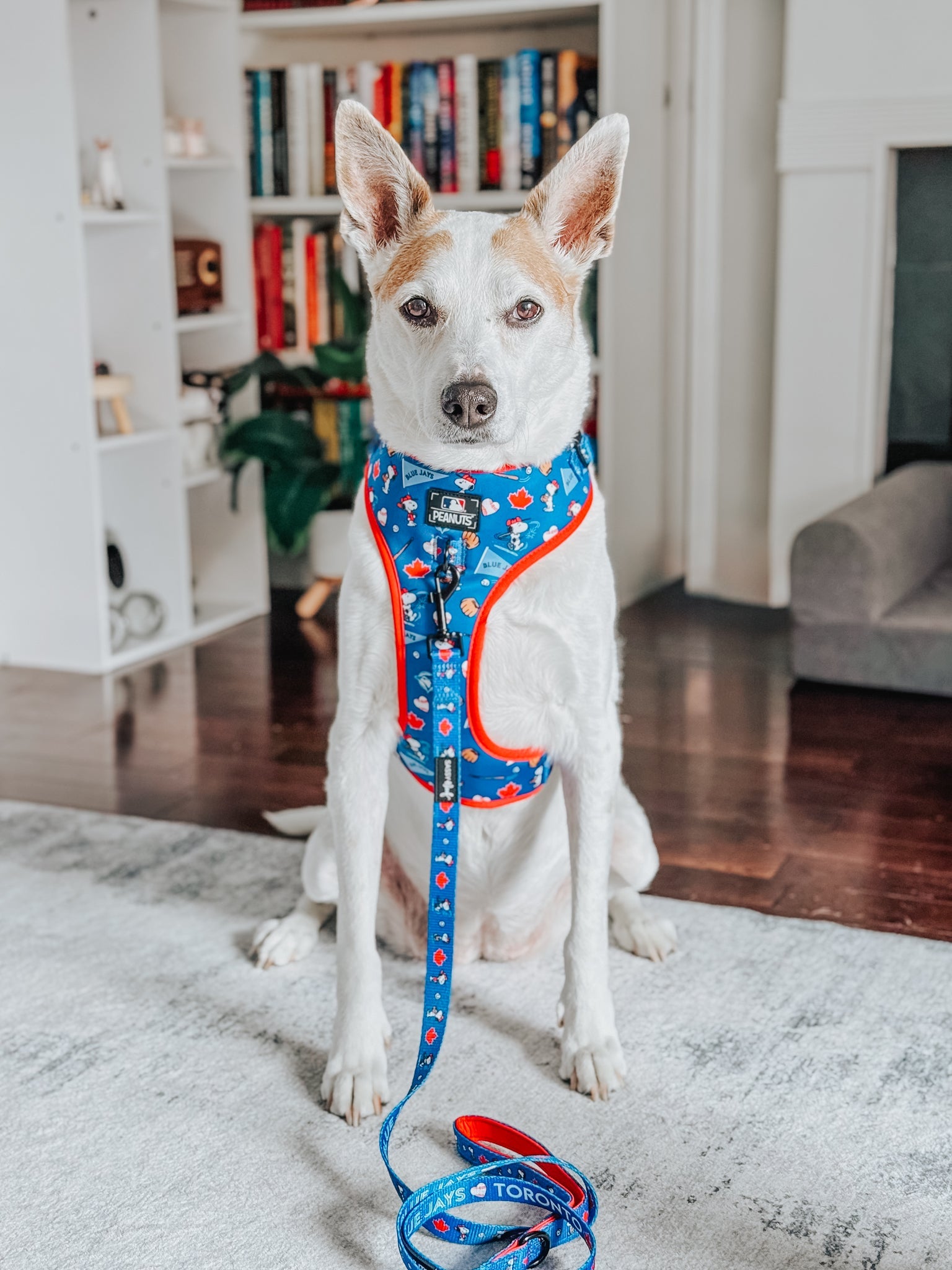 Dog Leash - MLB™ x Peanuts™ Toronto Blue Jays™
