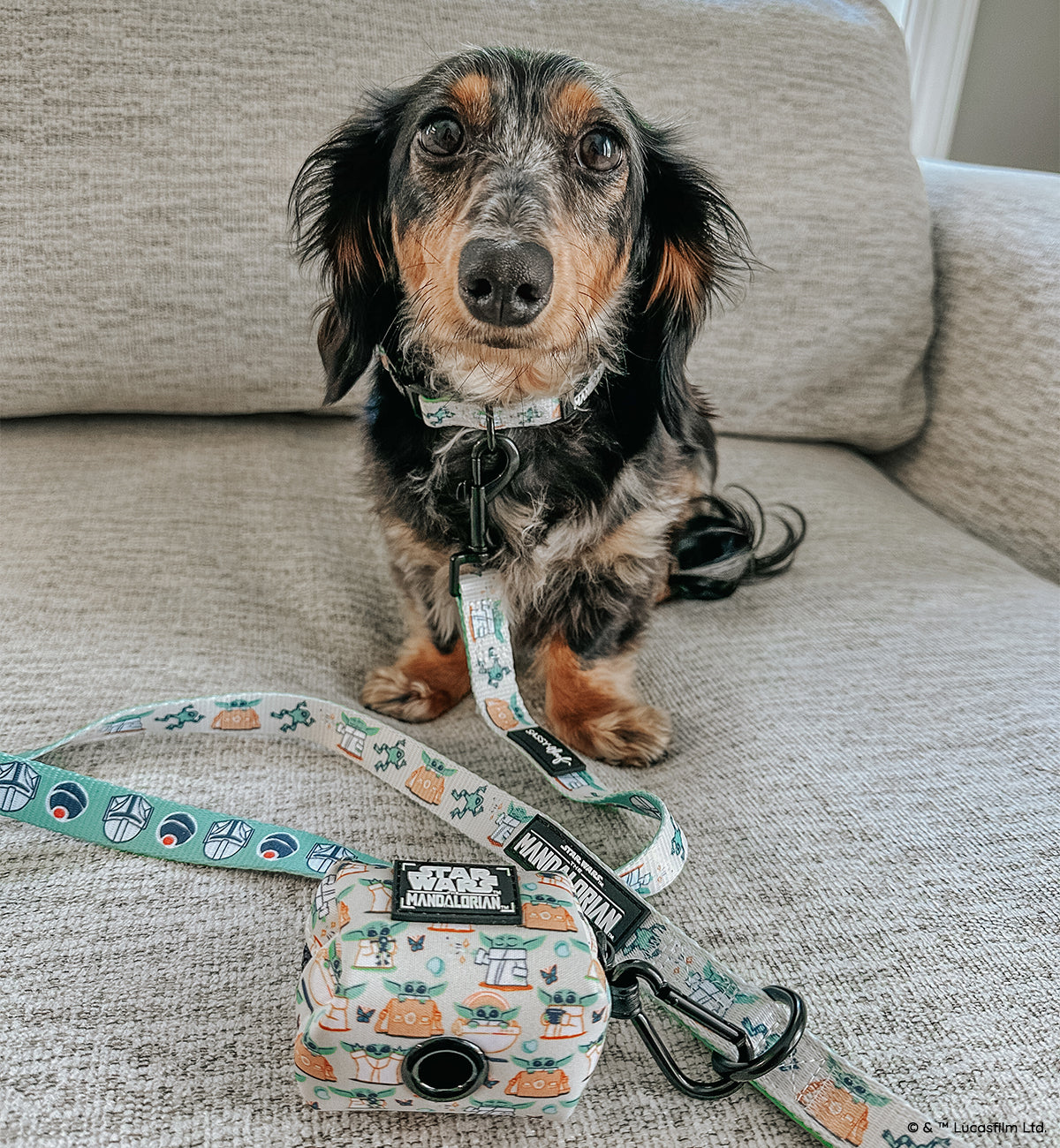 Dog Collar - STAR WARS™ The Child™