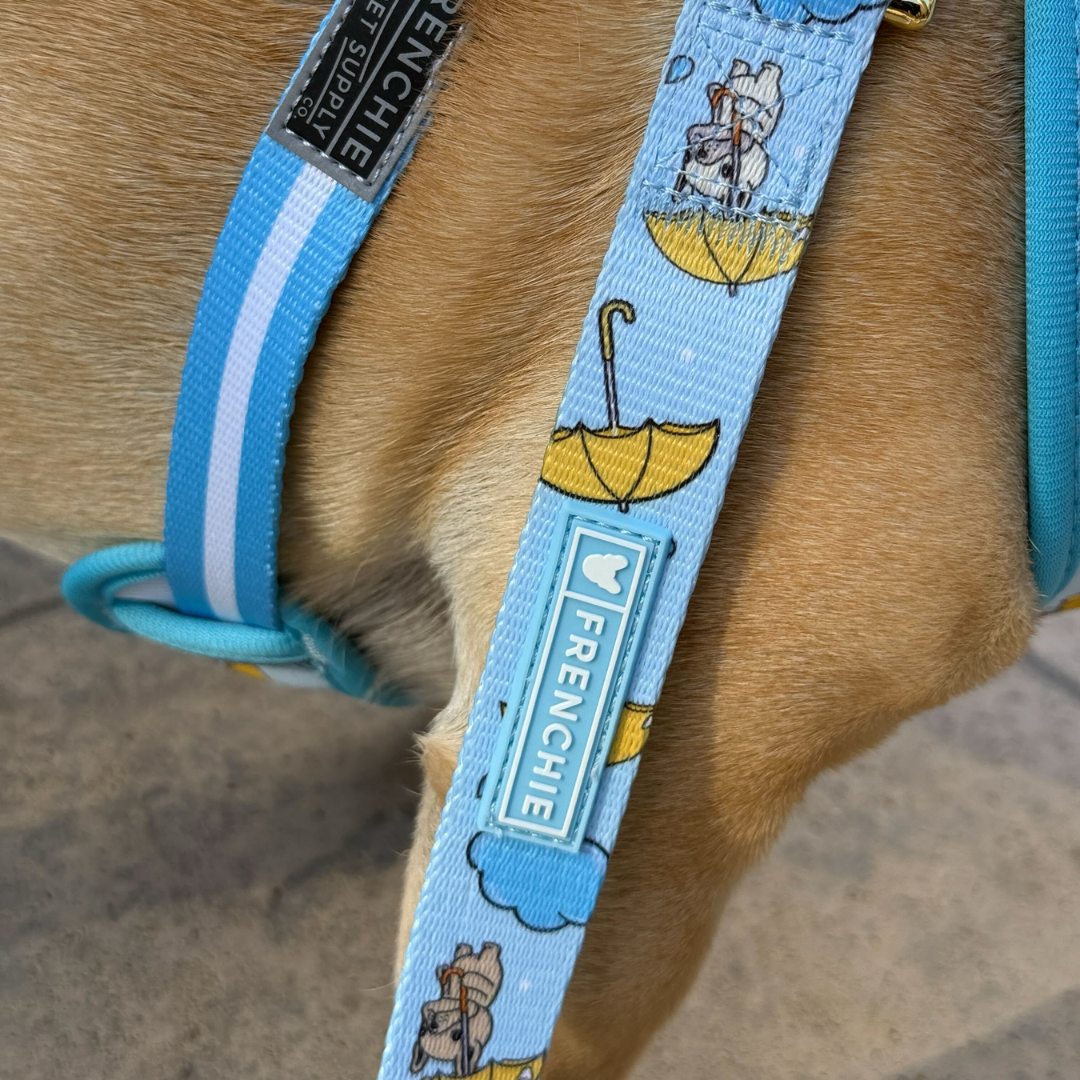 Frenchie Comfort Leash - Its Raining Frenchies