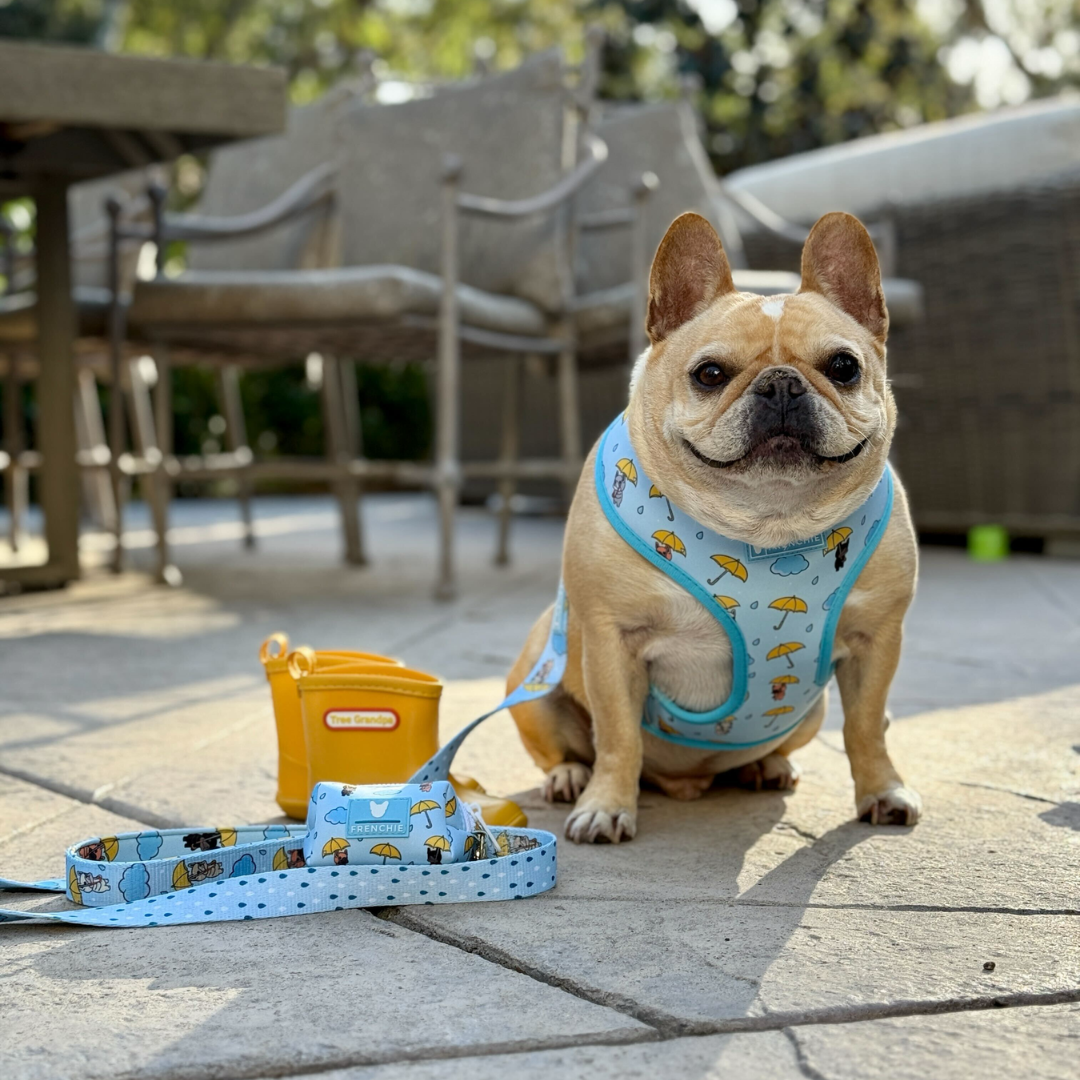Frenchie Duo Reversible Harness - Its Raining Frenchies