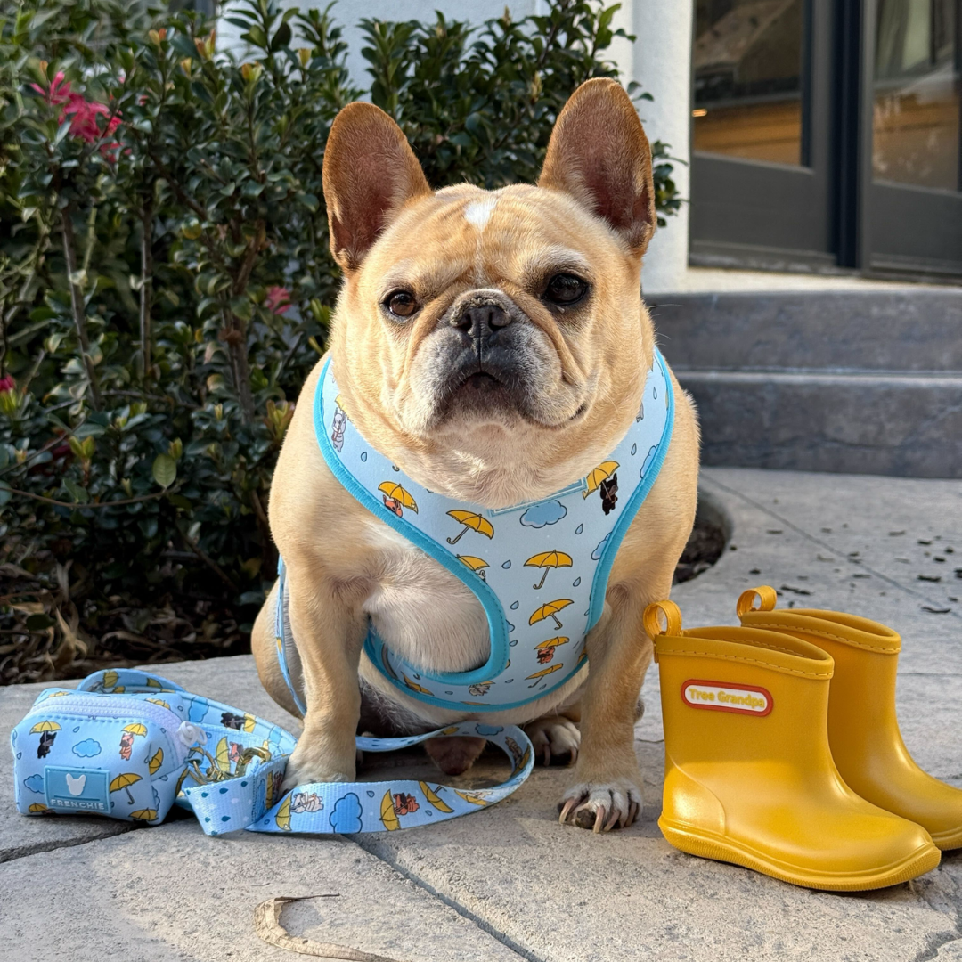 Frenchie Duo Reversible Harness - Its Raining Frenchies