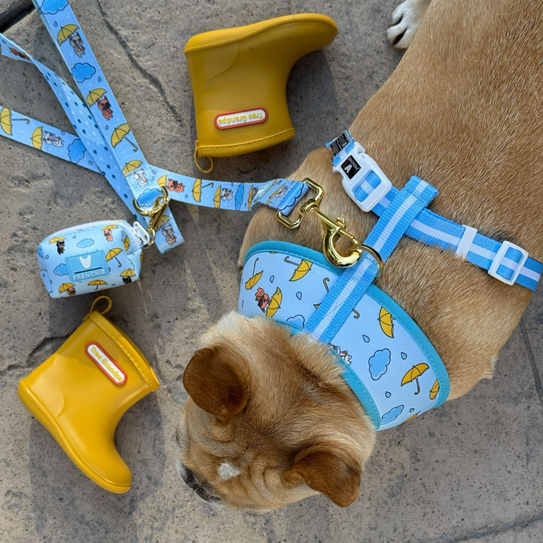 Frenchie Comfort Leash - Its Raining Frenchies