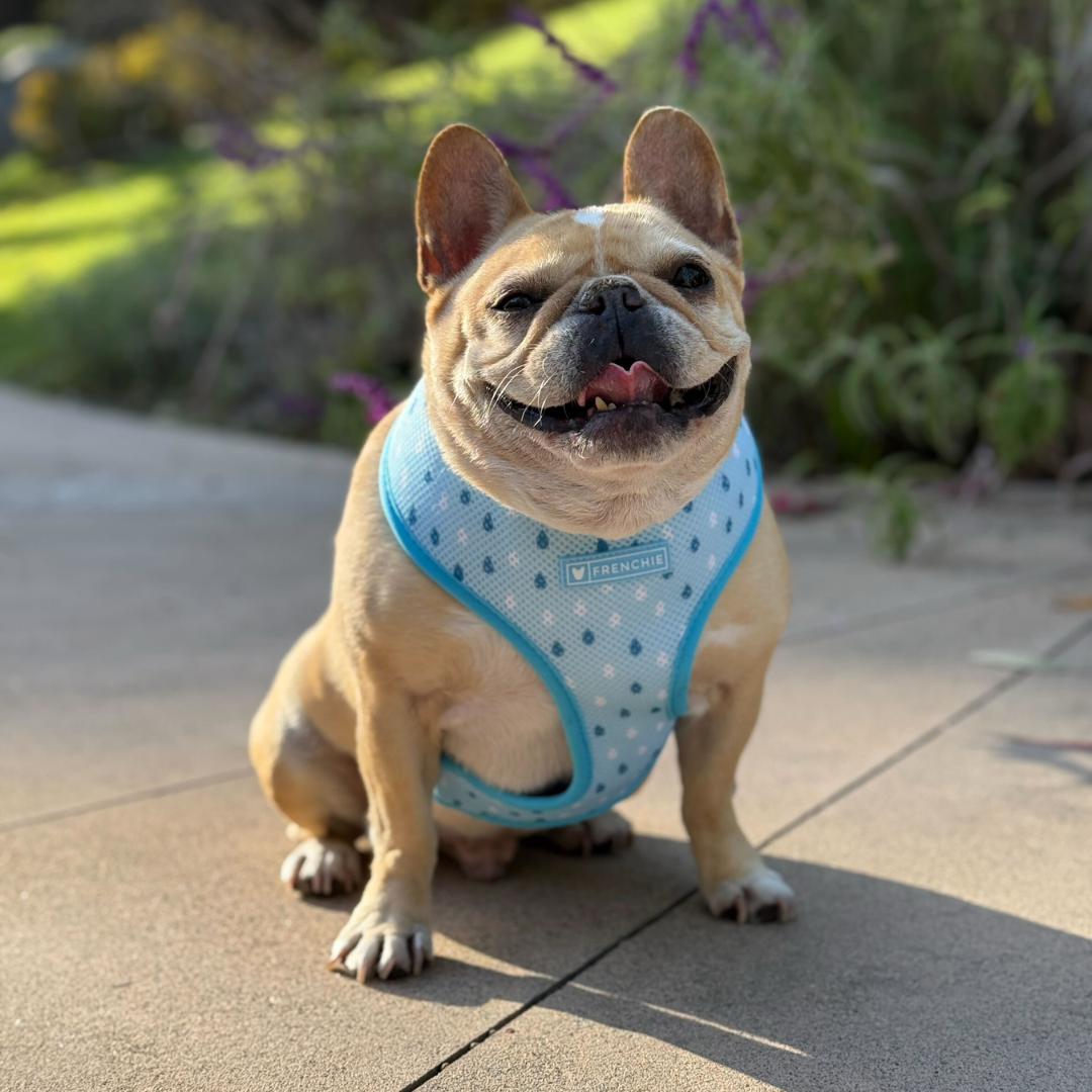 Frenchie Duo Reversible Harness - Its Raining Frenchies