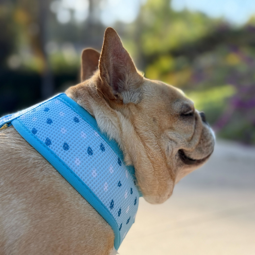 Frenchie Duo Reversible Harness - Its Raining Frenchies