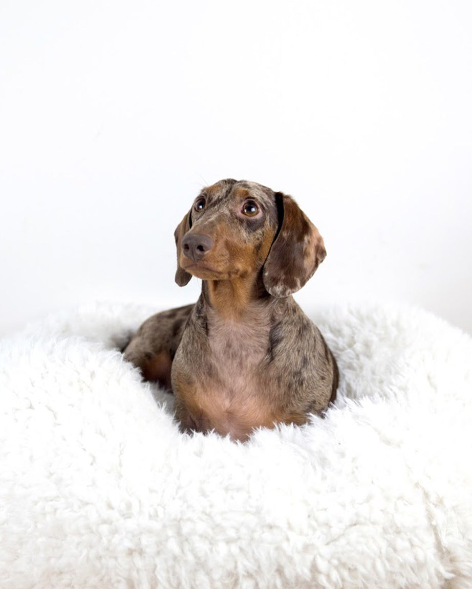 POD DOG BED - HT Animal Supply
