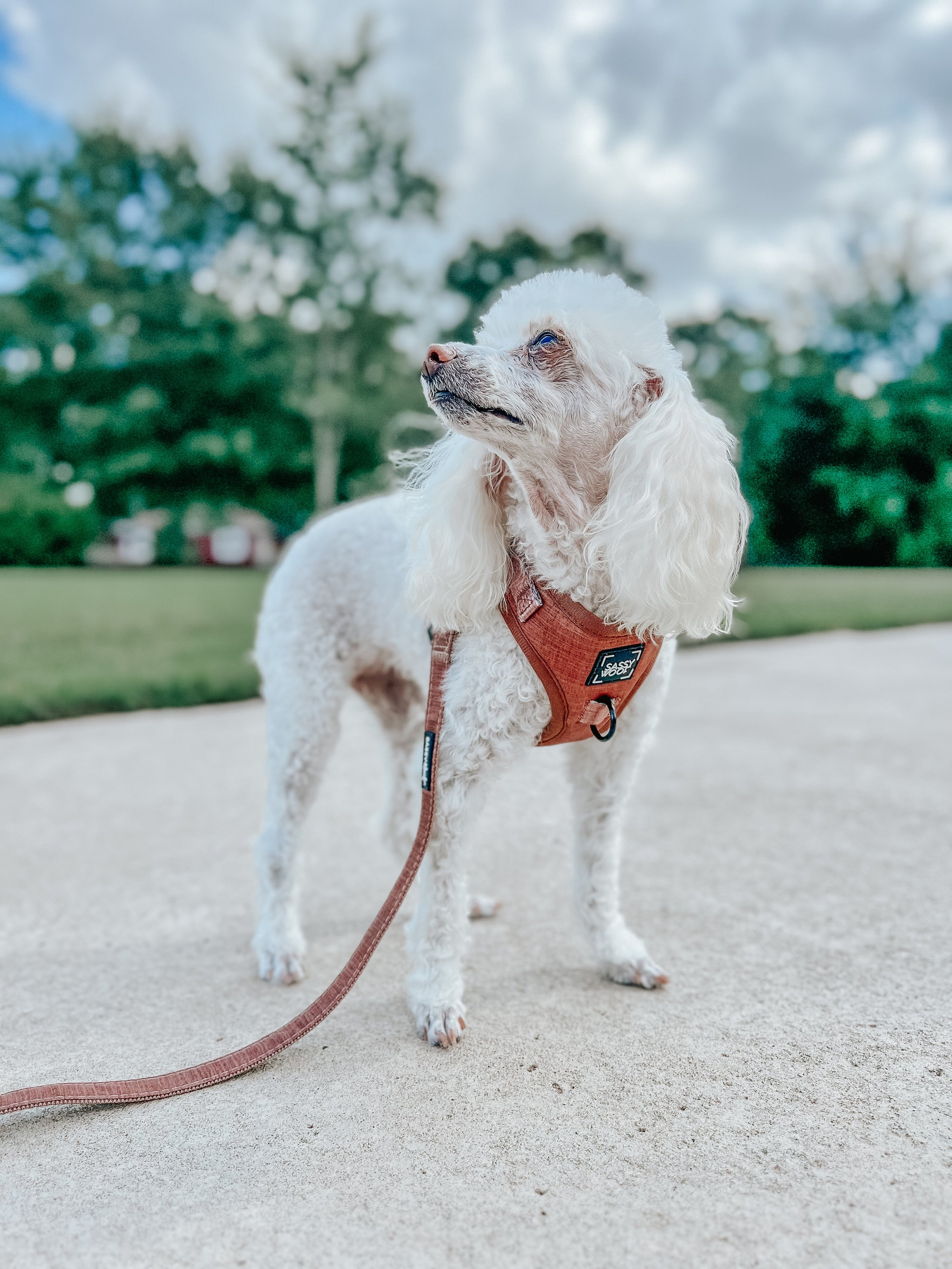 Dog Leash - Teddy