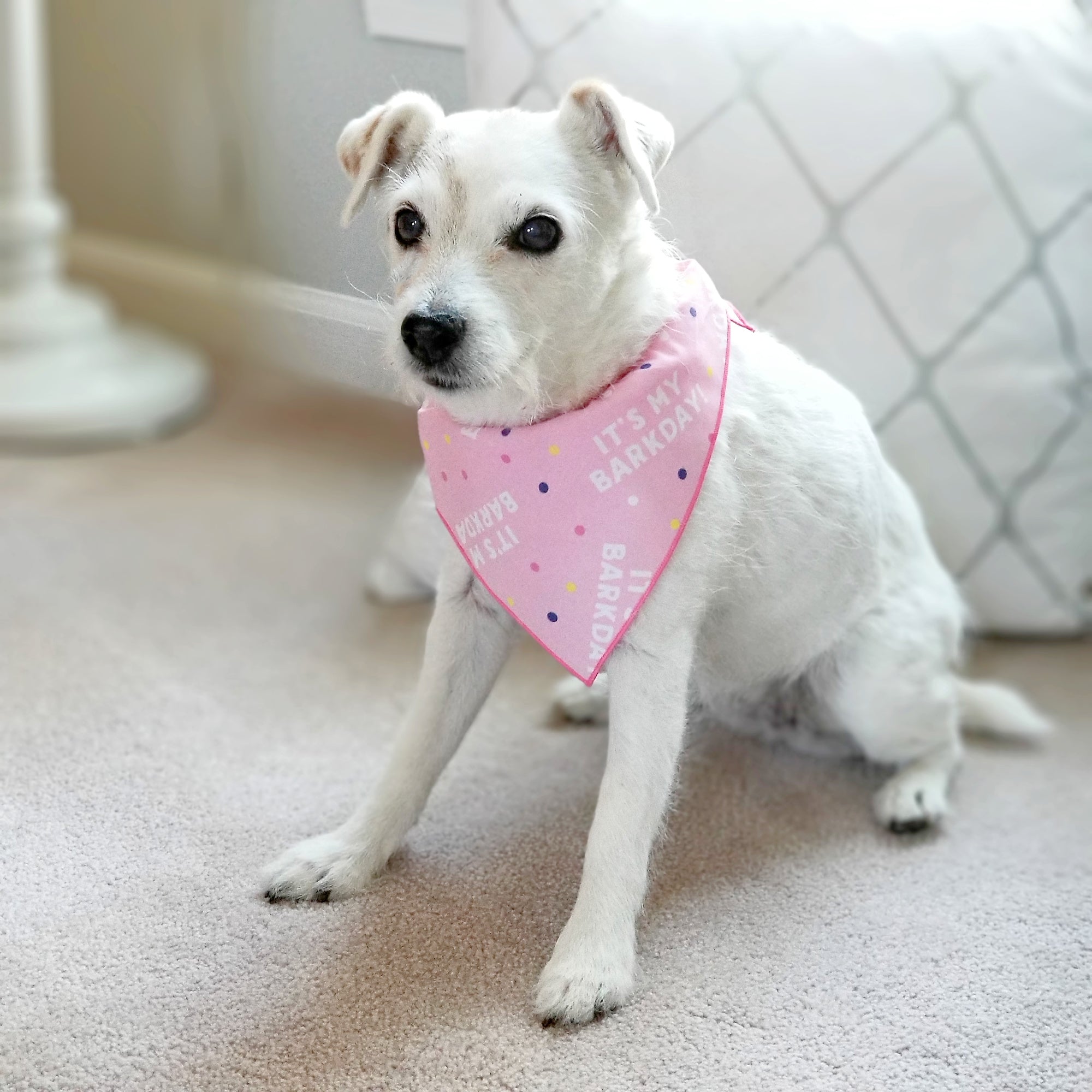 Its My Barkday Bandana