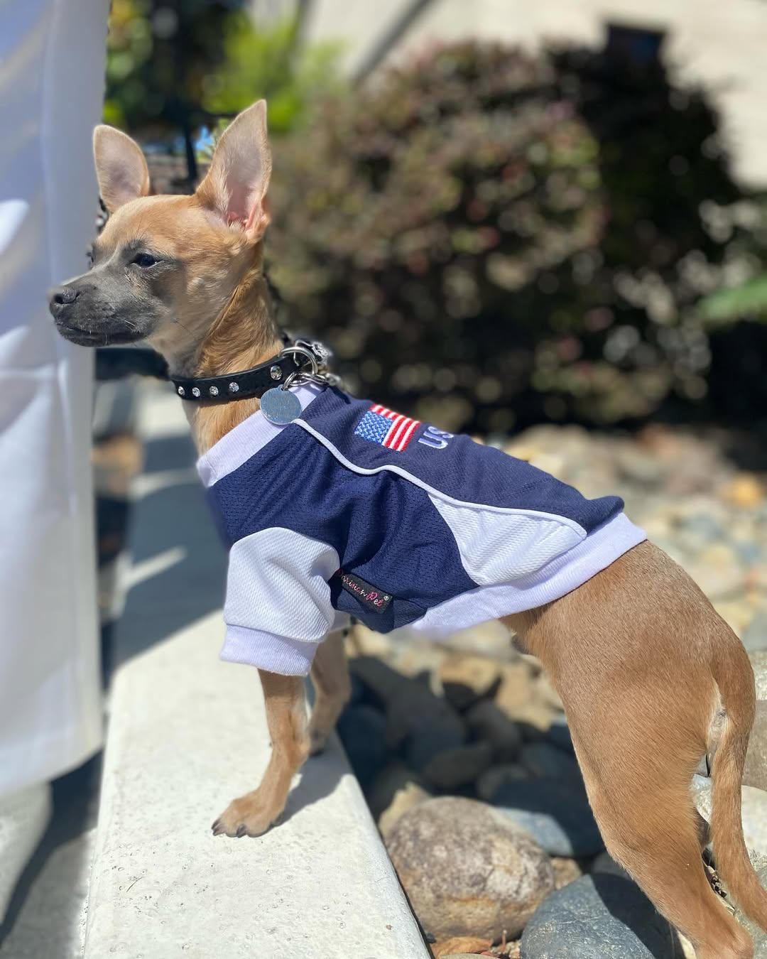 Parisian Pet Team USA Dog T-Shirt-Red, White, & Blue