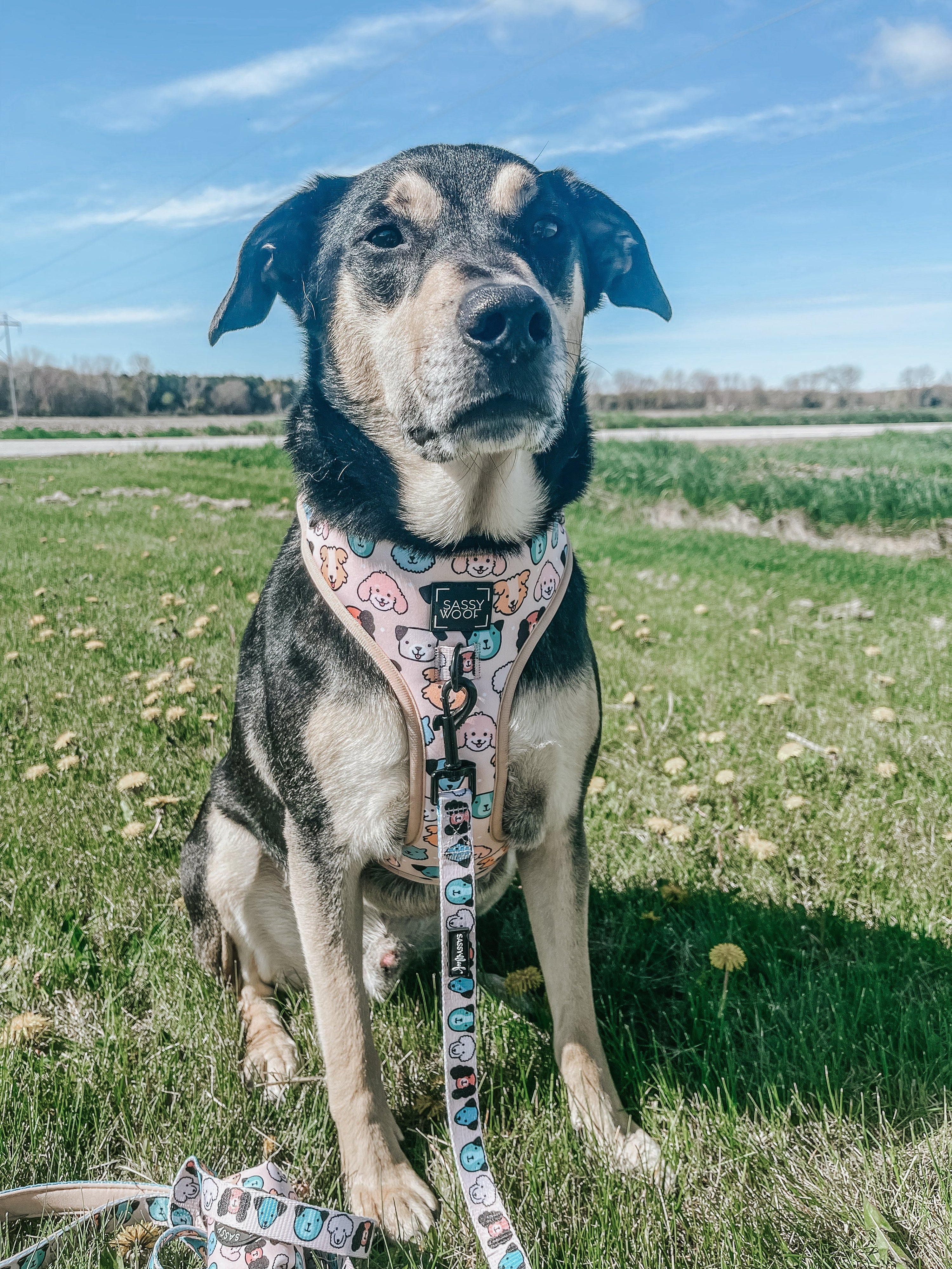 Dog Adjustable Harness - Mixed With Love