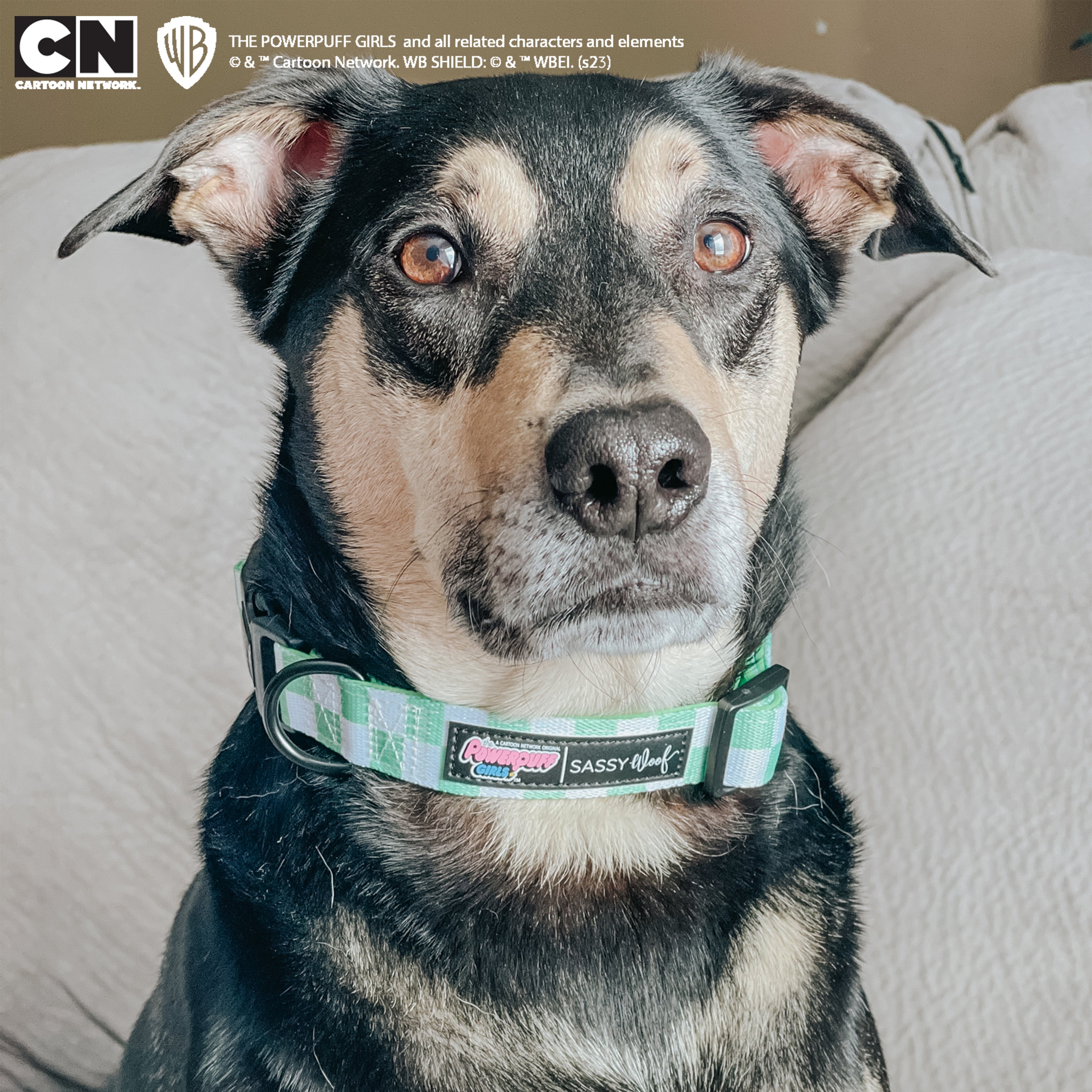 Dog Collar - The Powerpuff Girls™ (Green)