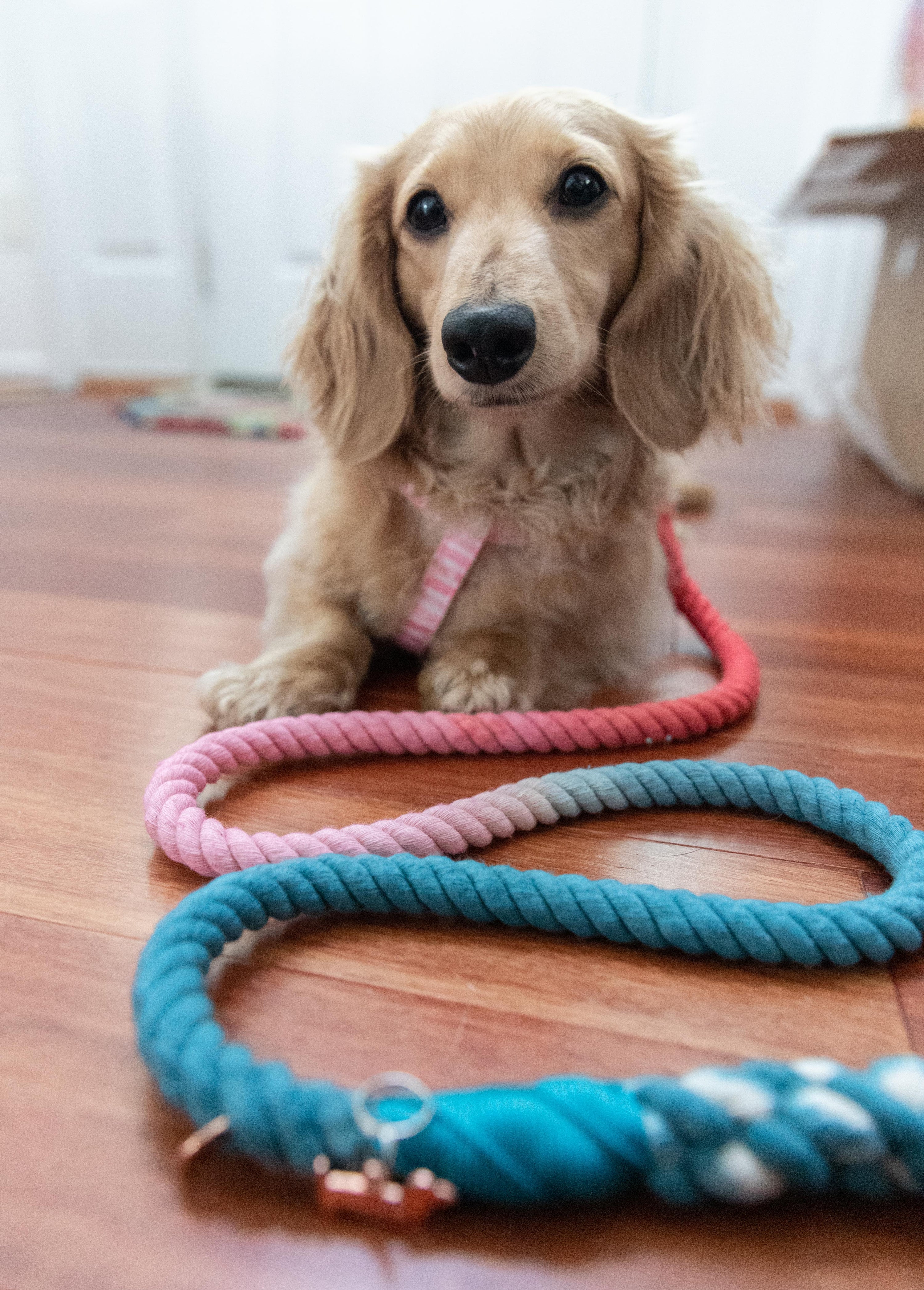 Dog Rope Leash - Jack & Jill